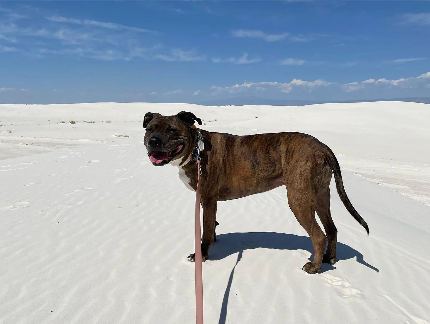 So grateful for this little friend of mine&hellip;

#pitbullawarenessmonth #pitbullsofinstagram #pittiesofinstagram #showmeyourpitties 

1. White Sands NP, NM
2. San Diego, CA
3. Hesperus, CO
4. Gateway, CO
5. Kayenta, AZ
6. San Francisco, CA
7.  Lak