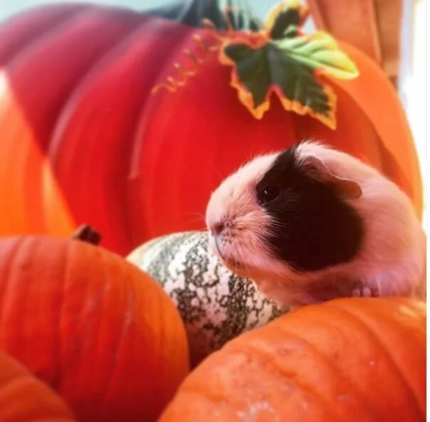 Guinea pig with pumpkins (002).JPG