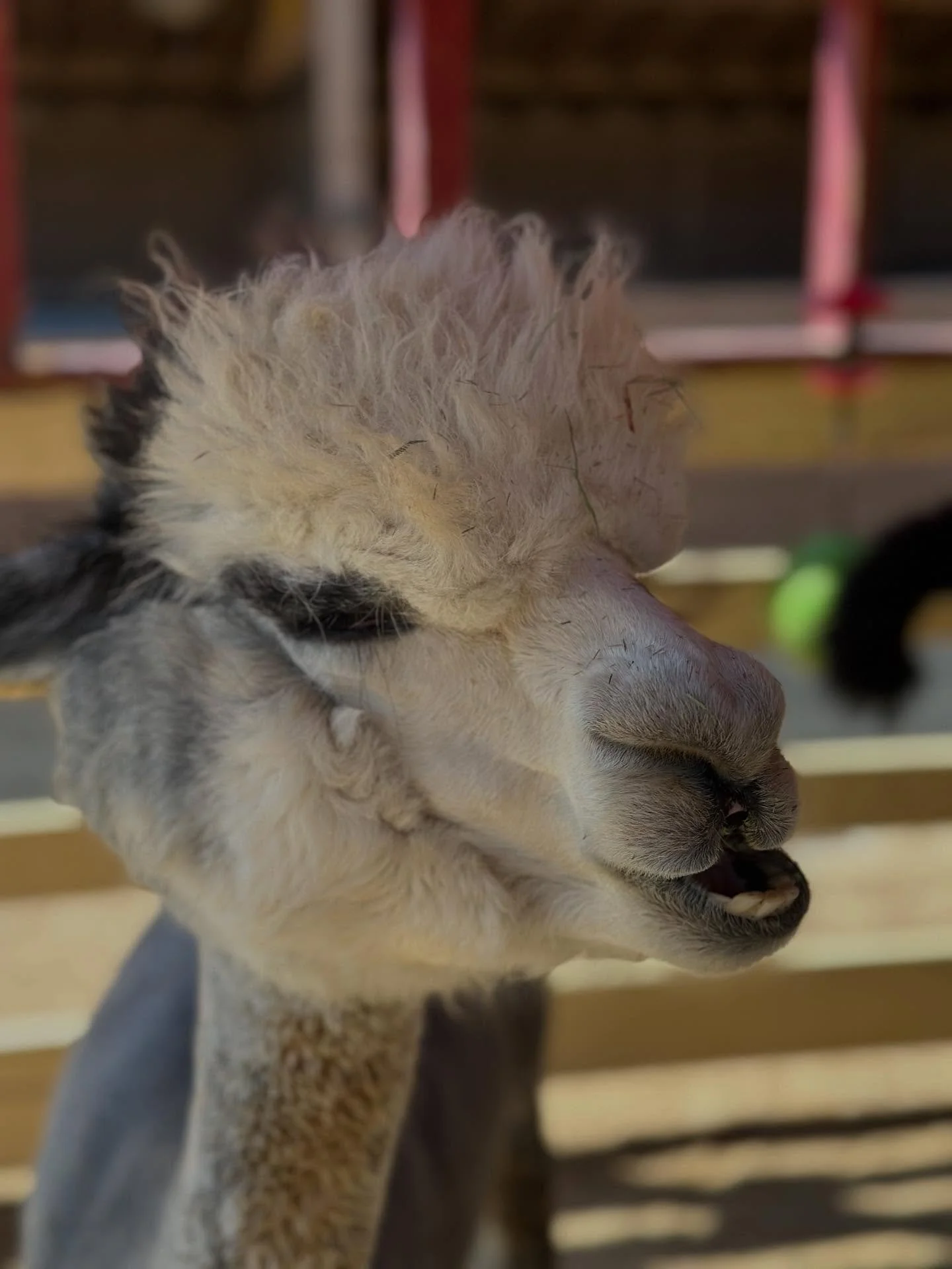Come say hi to Sheffield this week! 
Did you know he&rsquo;s the proud dad of our llampacas, Levi and Lucca? 💛
He&rsquo;s got the looks and the best hair on the ranch!