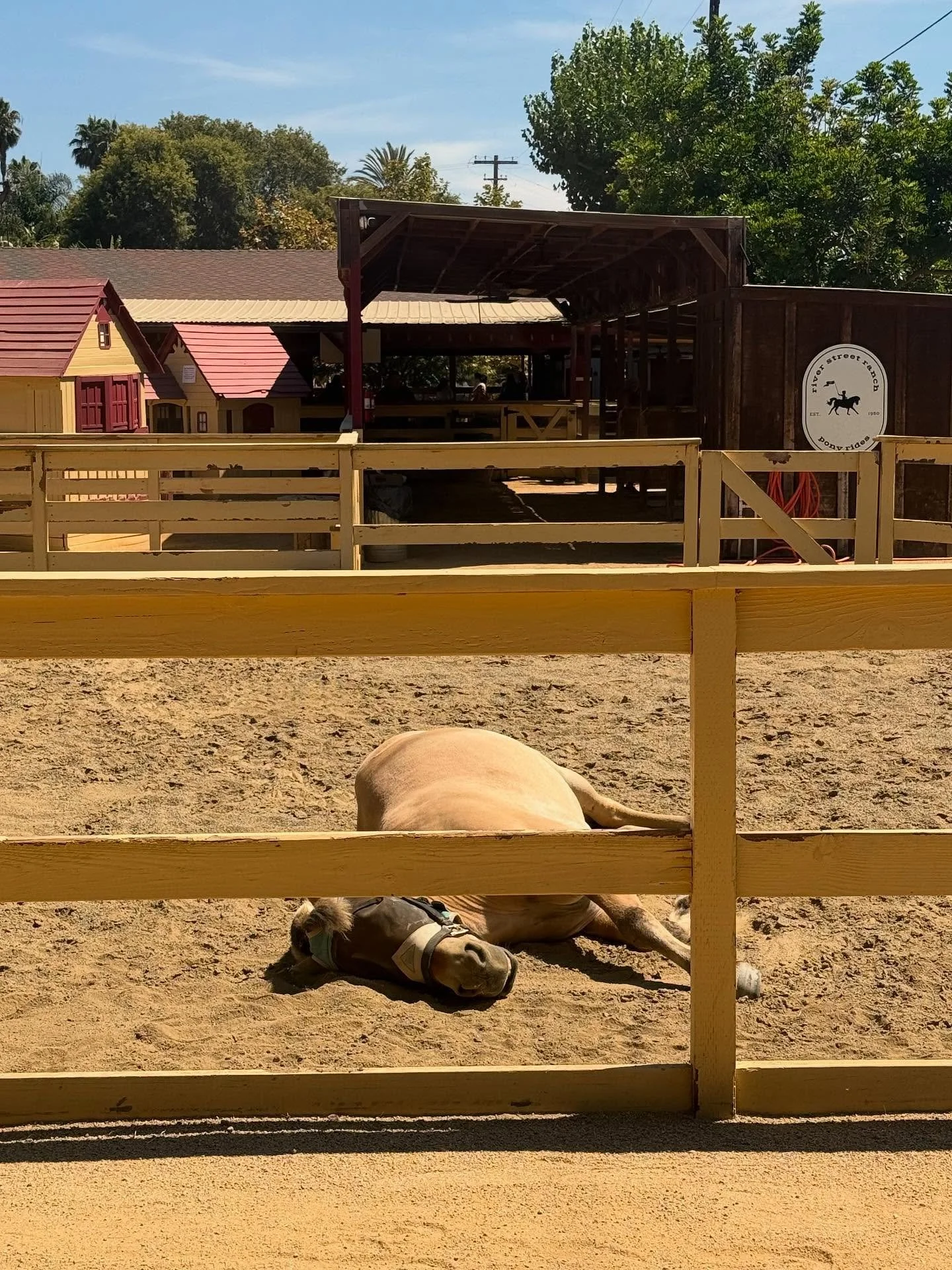 If back-to-school has you feeling like this&hellip; same. Visit us at River Street Ranch for pony rides + plenty of smiles!