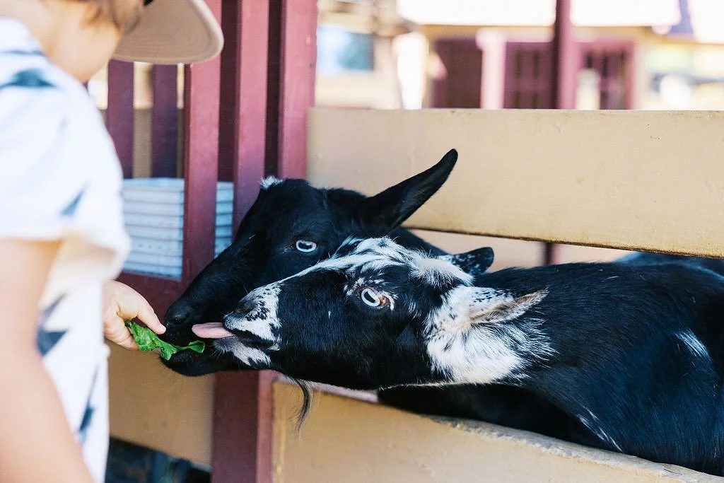 Hello Fall! Our goats are loving the season&hellip;and a little extra snack to help beat the heat. Come cool off and enjoy some fun at River Street Ranch!