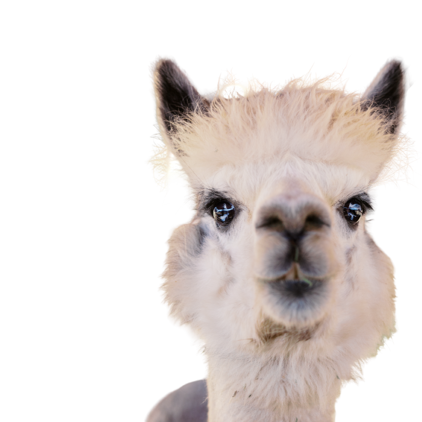 Llama
