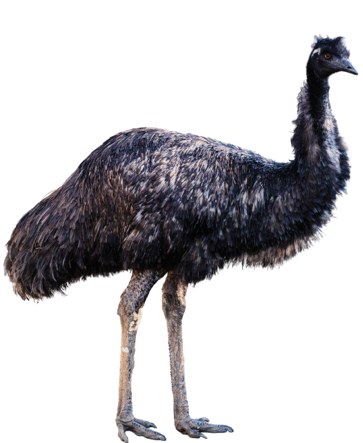 Emu