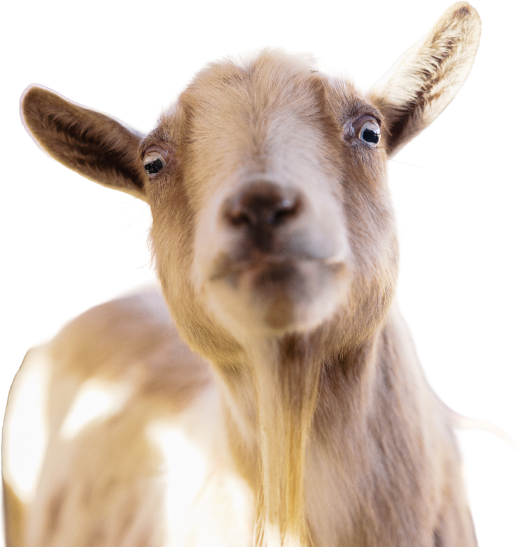 Goat