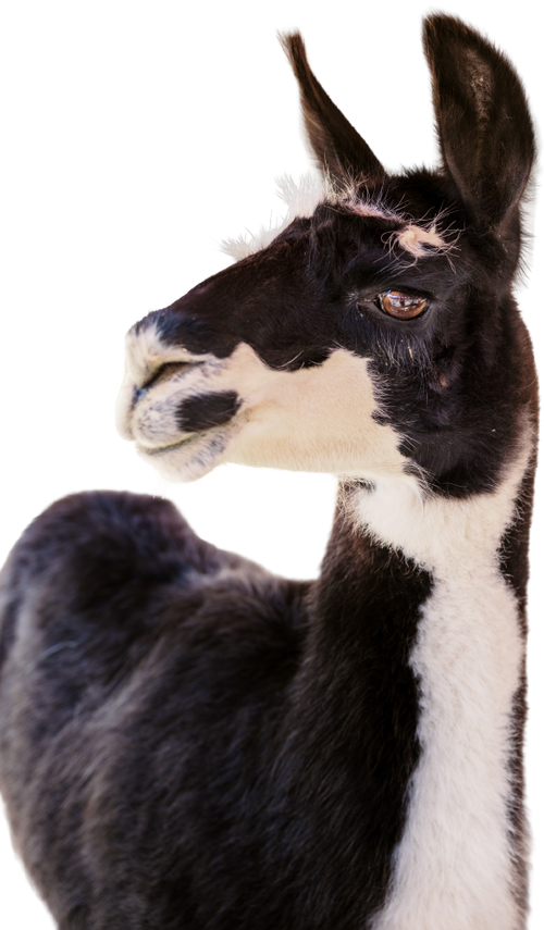 Alpaca