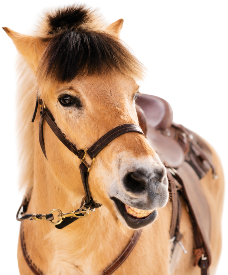 Pony