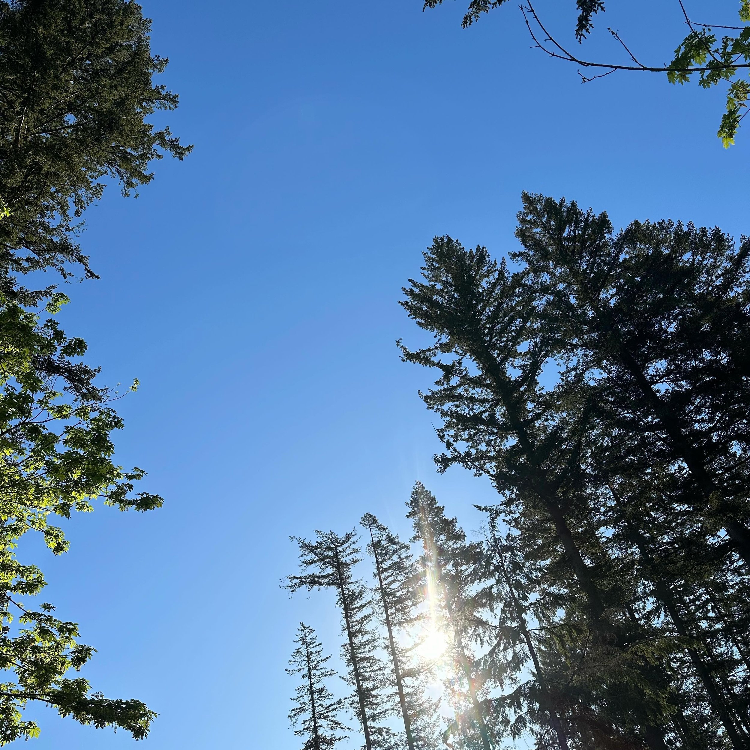 This is rare 80 and sunshine in the PNW, have a day @maplevalleyfarmersmarket ! If you want northern lights, keep scrolling&hellip;
.
#thesaturdayplacetobe #maplevalleyfarmersmarket  #farmersmarket #shoplocal #shopsmallbusiness
#shopsmall
#styksmokeh