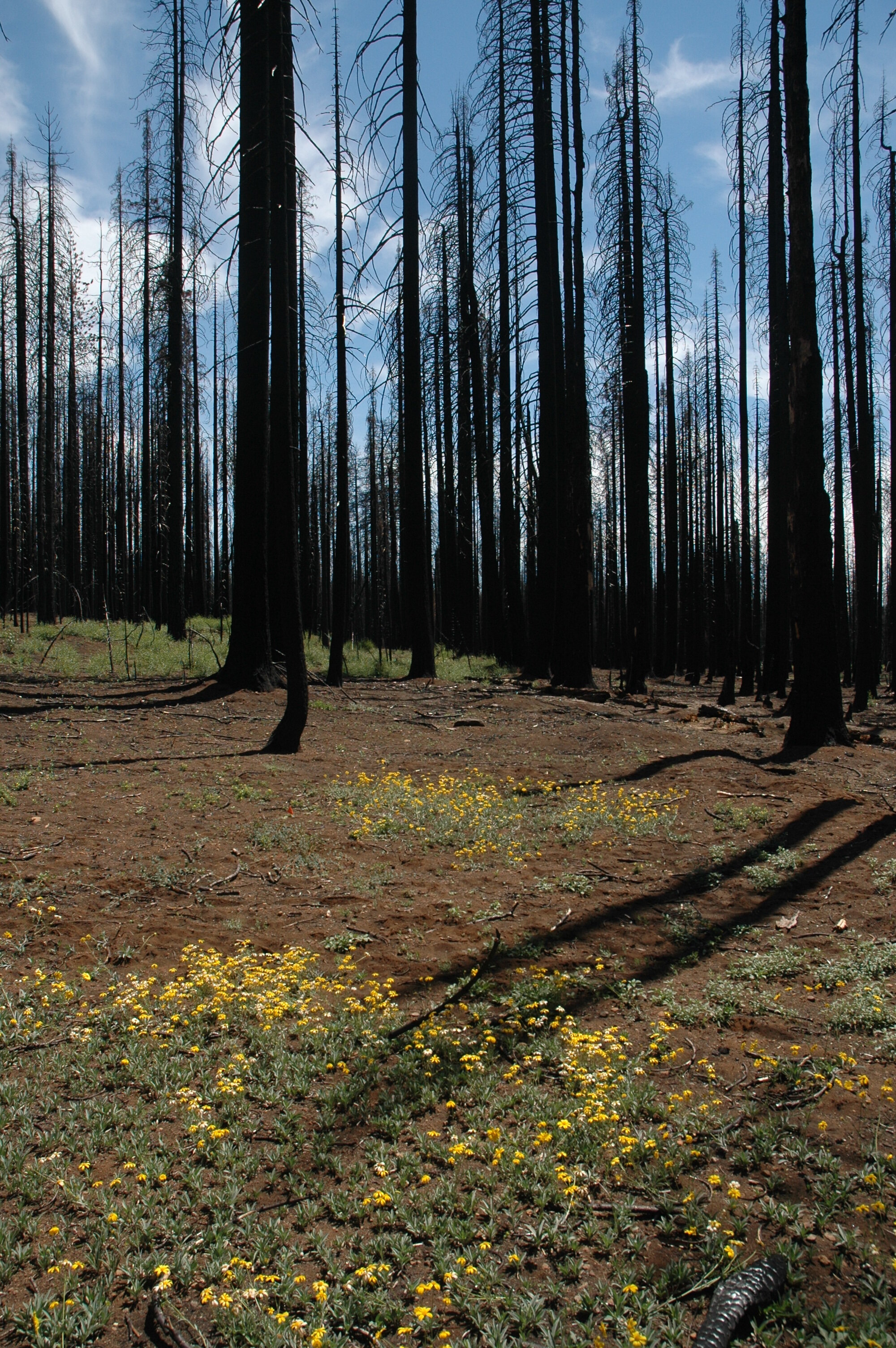 Research Highlight: Changes to the Monitoring Trends in Burn Severity Program