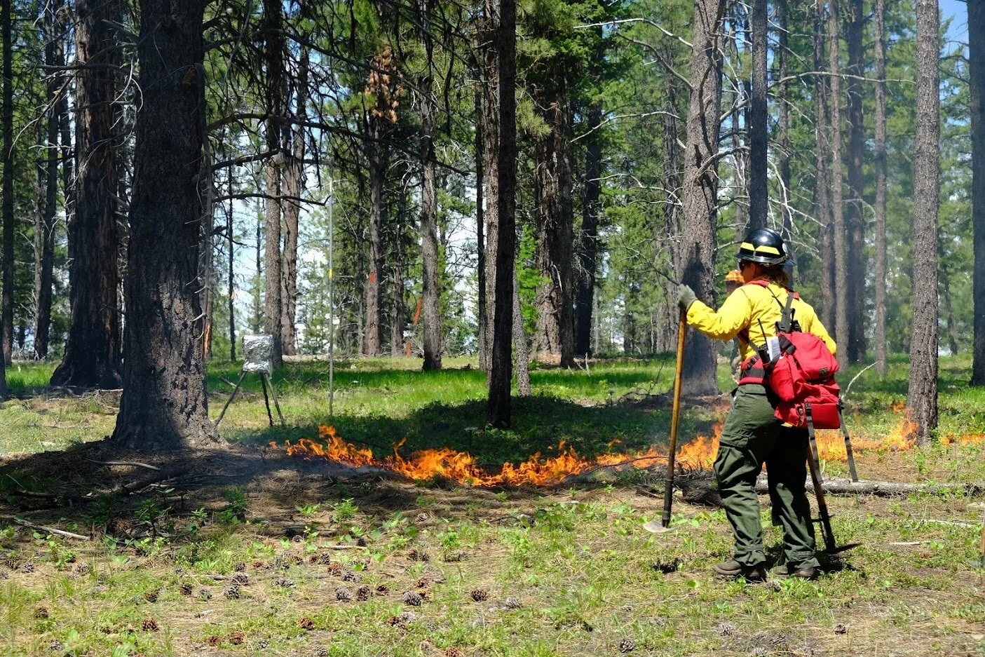 Podcast Episode 1: Prescribed Fire Science episode artwork