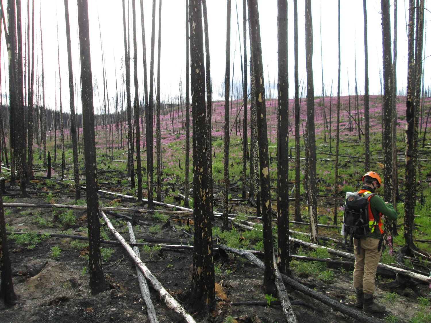 Podcast Episode 2: Changing wildfire, changing forests episode artwork