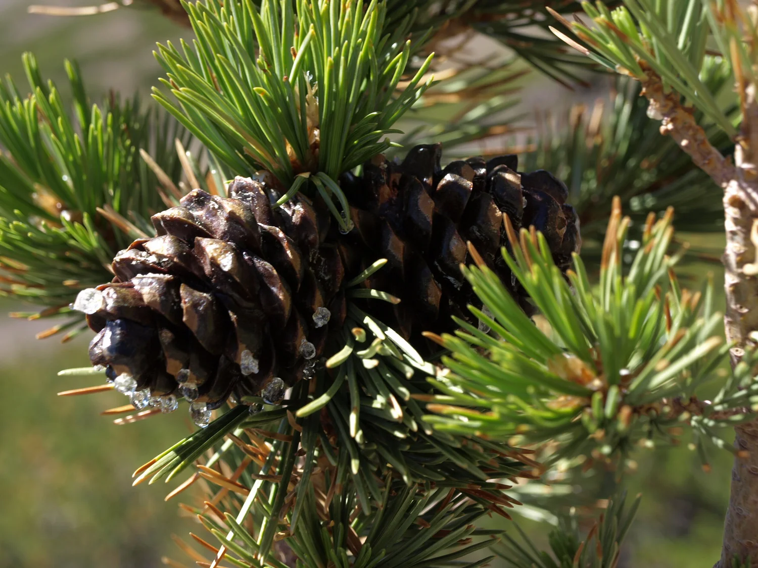 Podcast Episode 3: Whitebark Pine Encroachment episode artwork