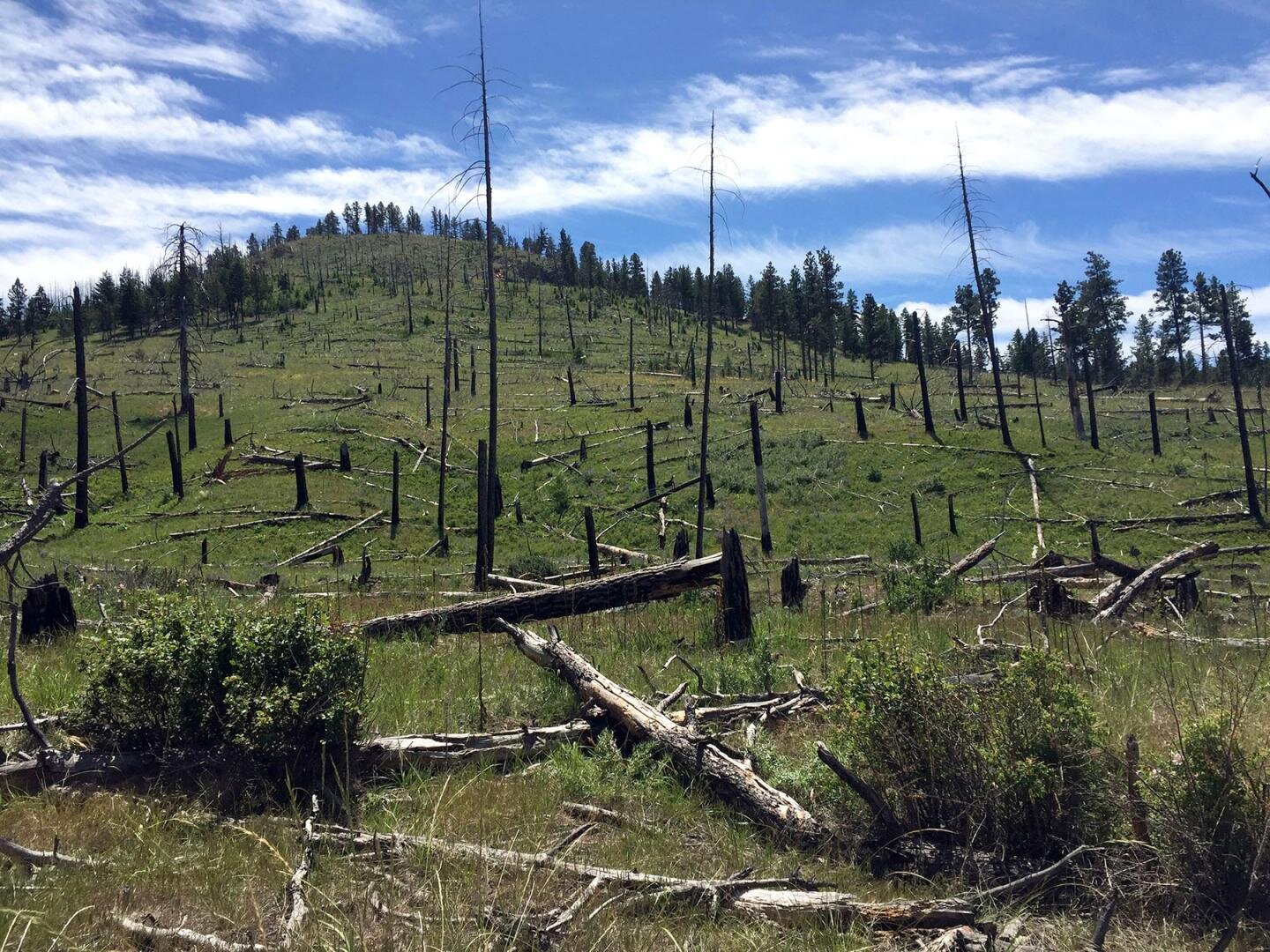 Podcast Episode 7: Tree Regeneration in the Western US episode artwork