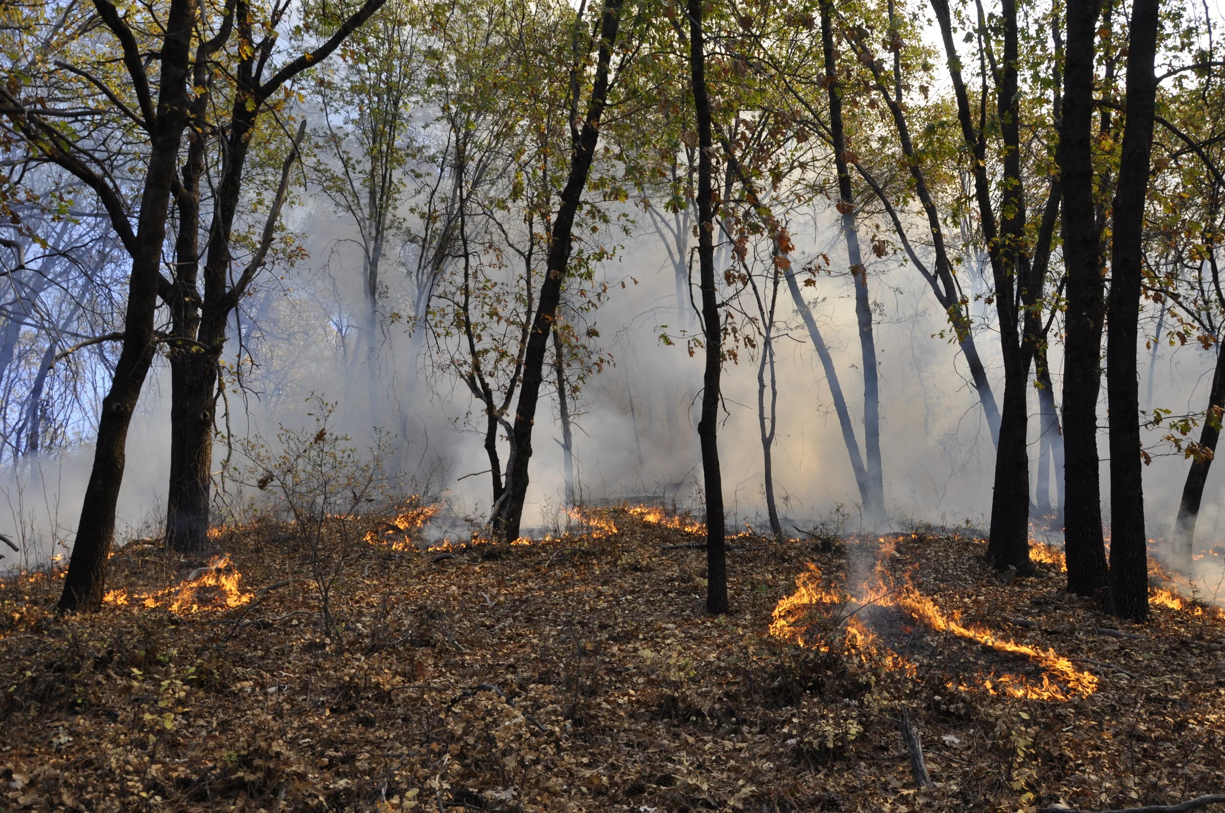 Timber Management and Prescribed Fire