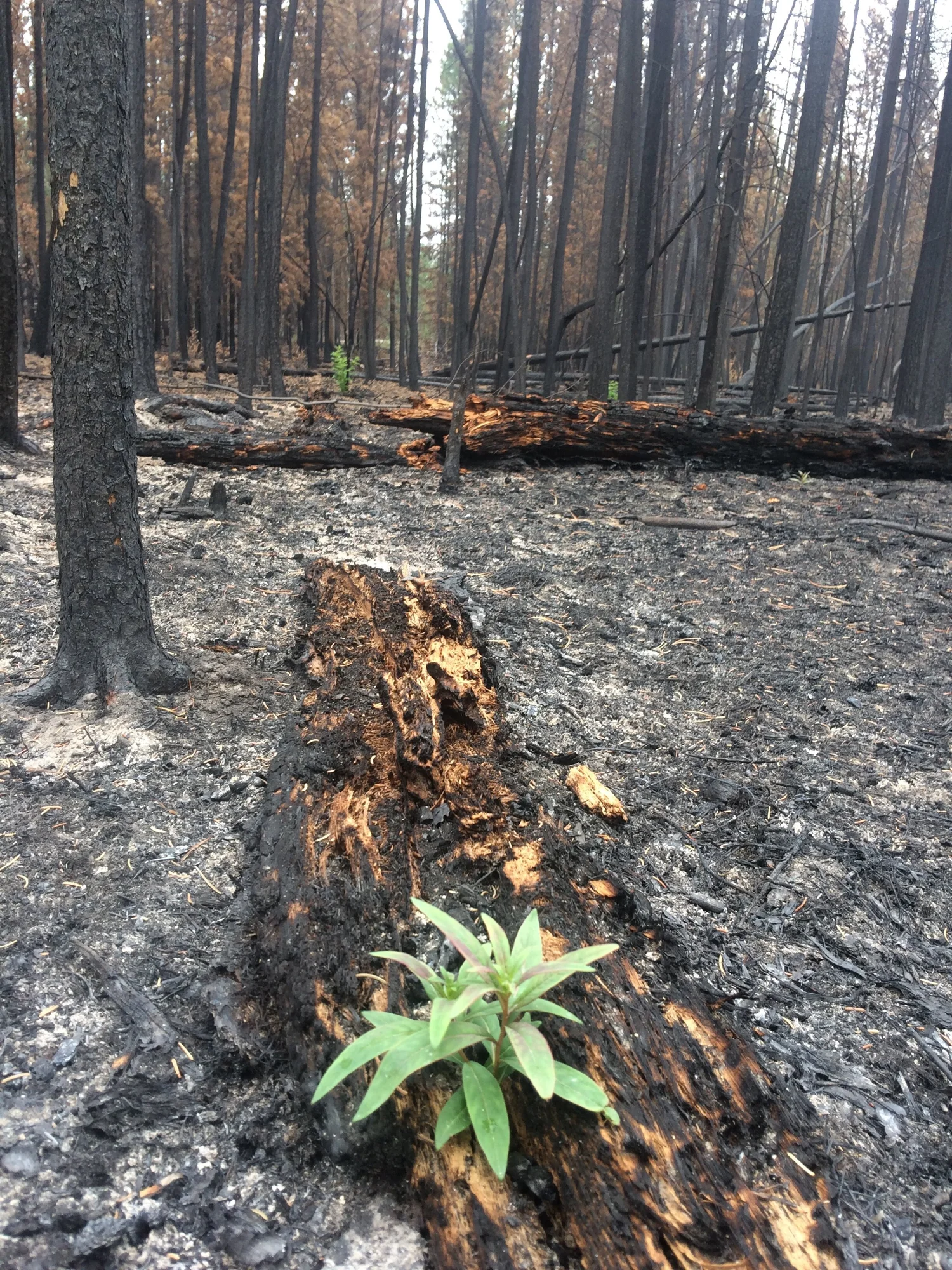 Podcast Episode 8: Post-fire Tree Mortality Models episode artwork