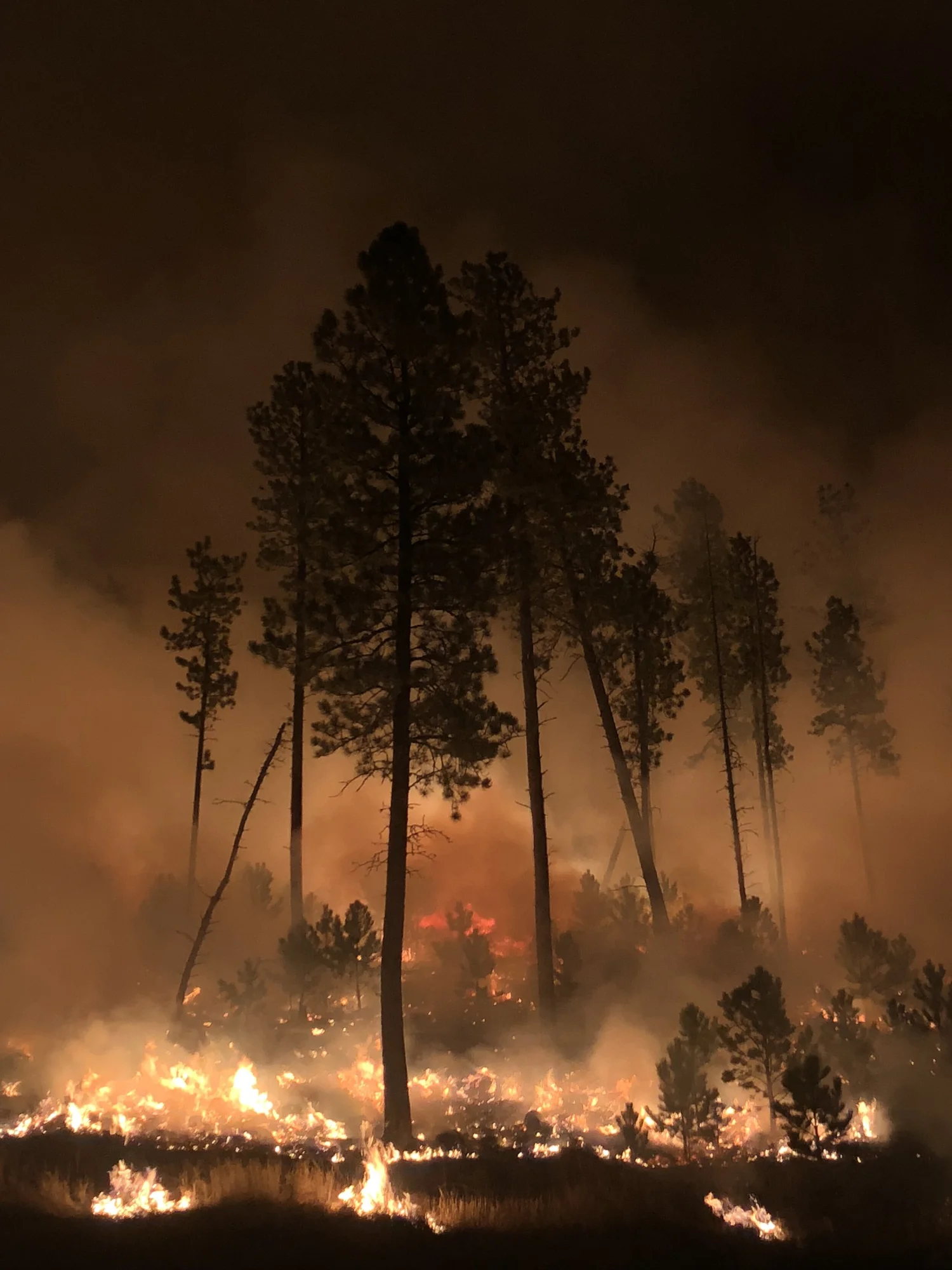 Podcast Episode 9: Fire Management, Policies, and Change episode artwork