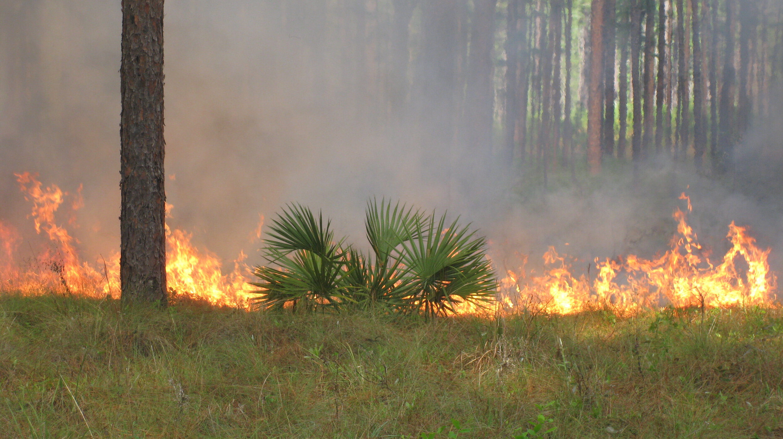 9th International Fire Ecology and Management Congress