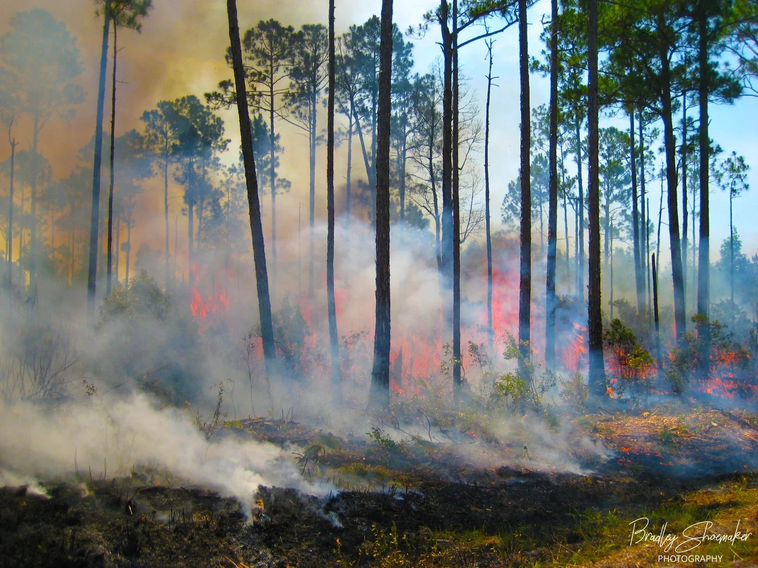 Podcast Episode 11: Spatial Scale in Prescribed Fire Regimes episode artwork