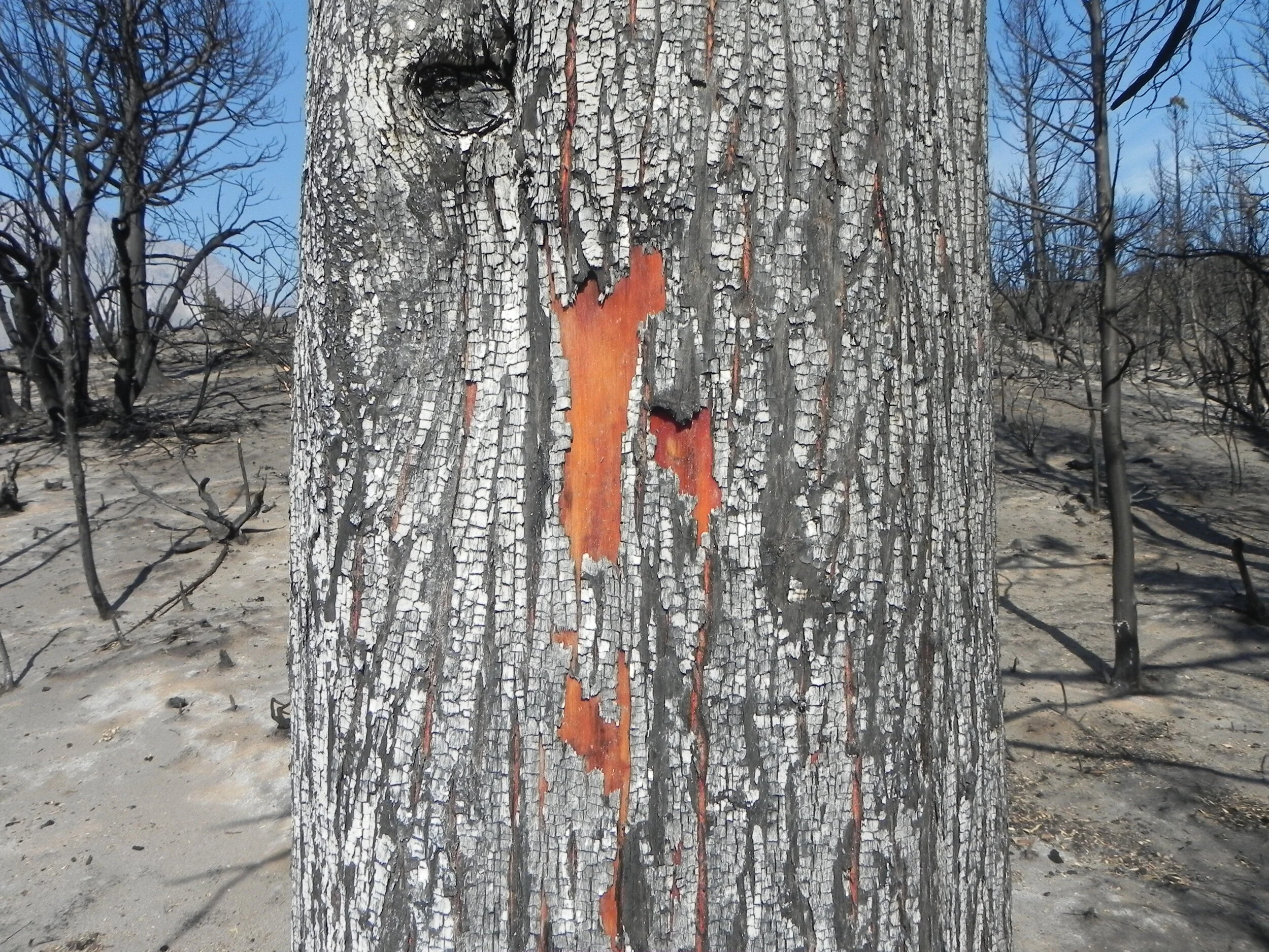 Research Highlight: A Review of Fire Effects Across South American Ecosystems