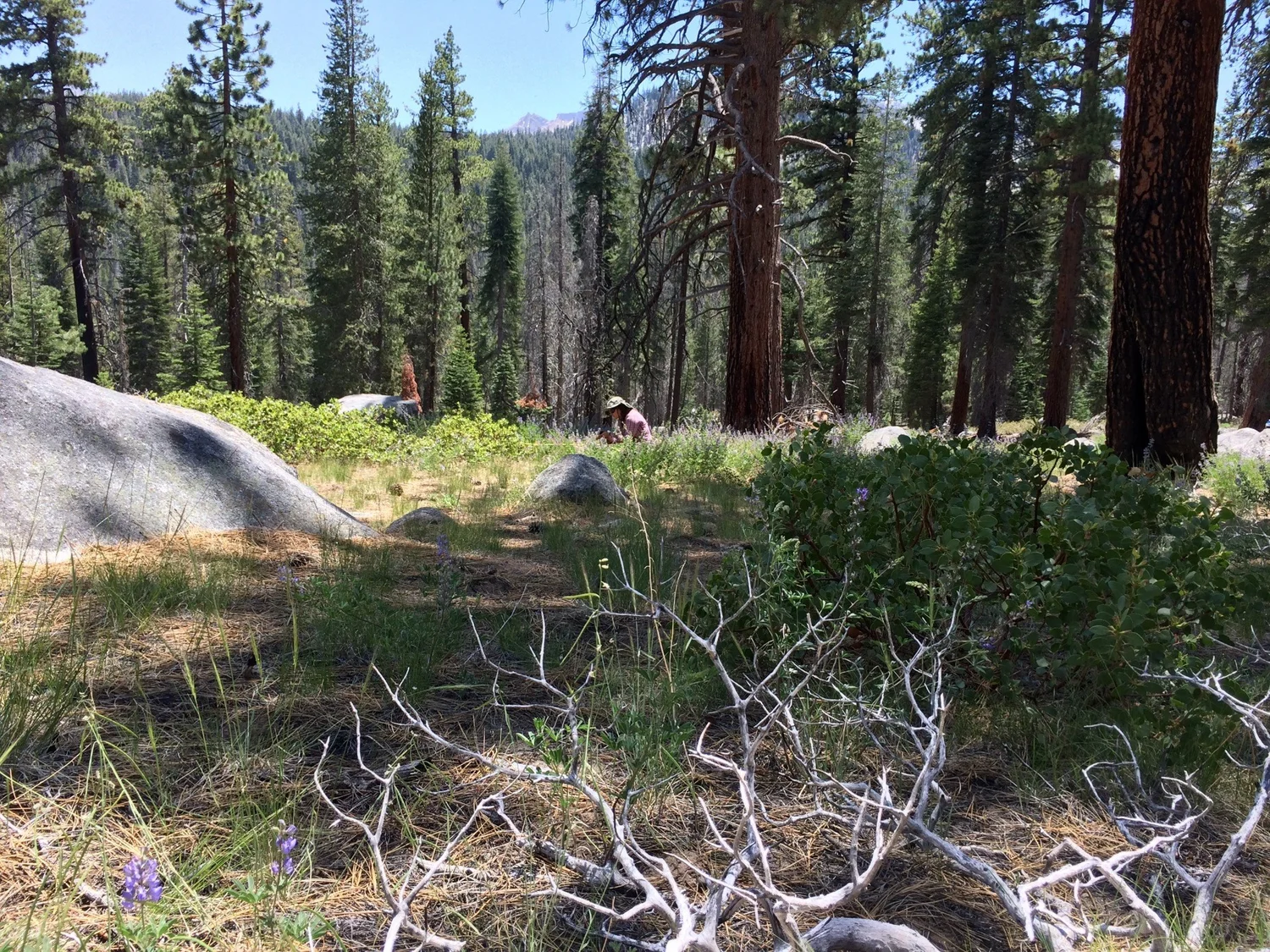 Episode 16: Drivers of understory plant communities in Sierra Nevada mixed conifer forests with pyrodiversity episode artwork