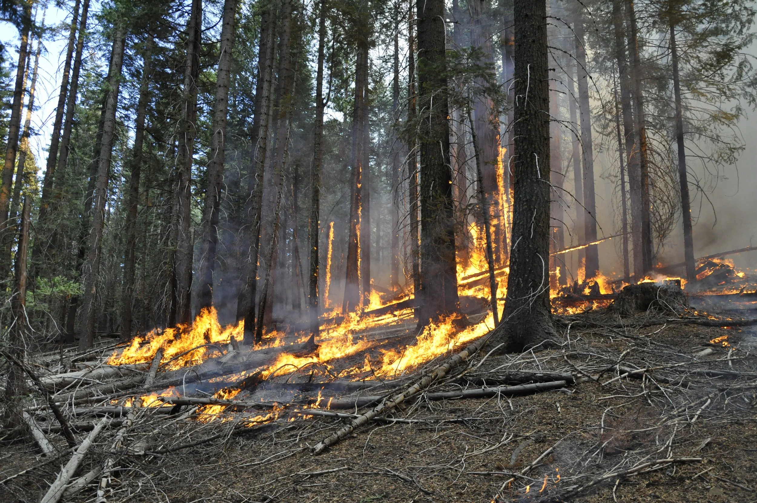 Episode 24: Fuel treatment effectiveness at the landscape scale: a systematic review of simulation studies comparing treatment scenarios in North America
