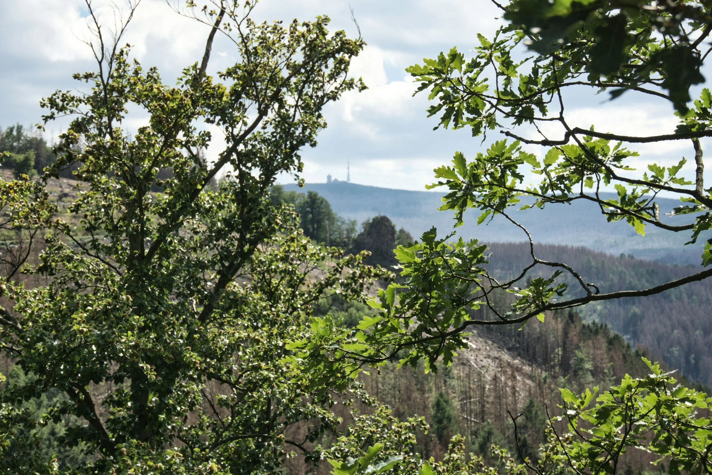 Case Studies: Prescribed Fire and Interfering Vegetation
