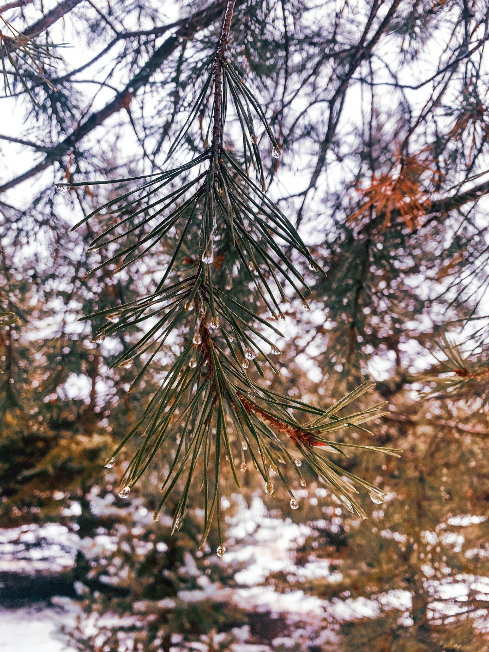 Ecological silviculture for dry pine and mixed-conifer forests