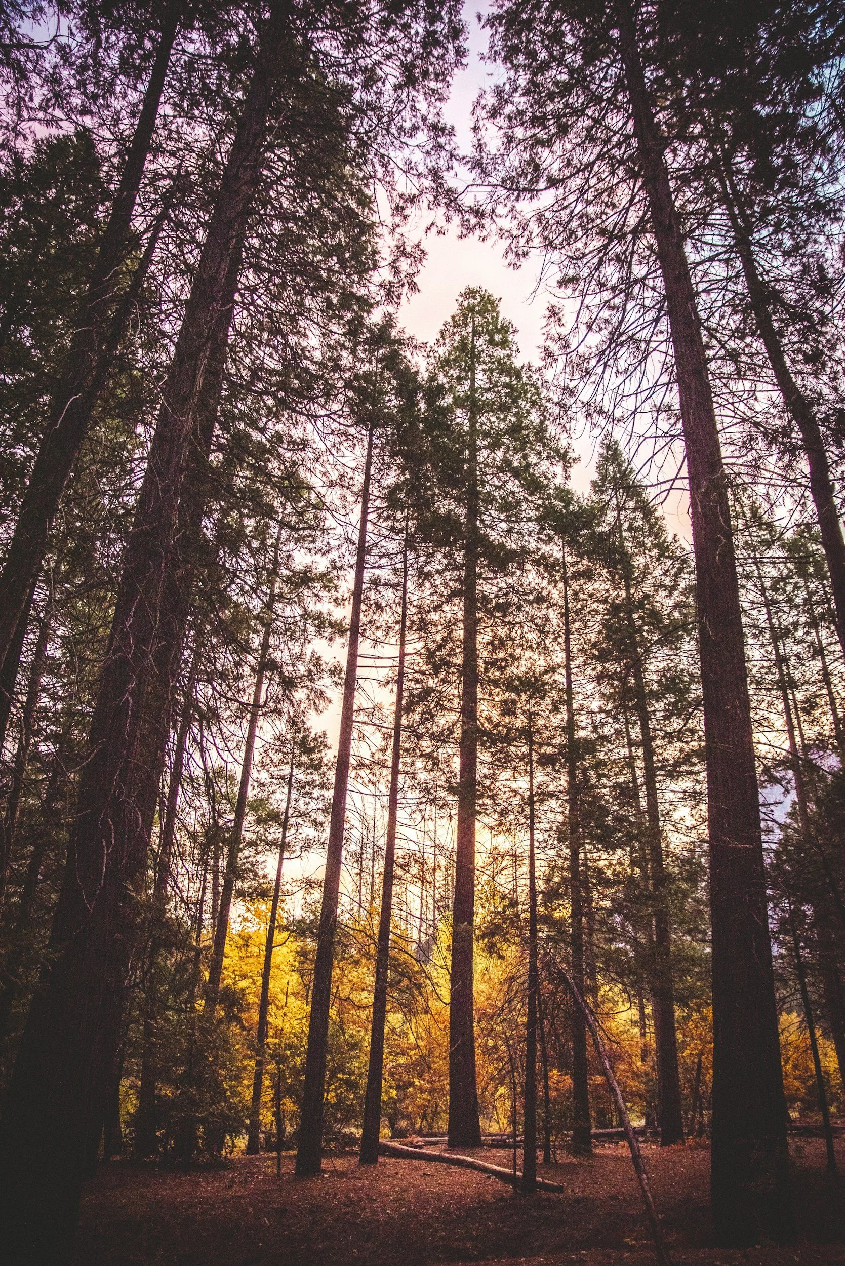 SCIENCEx Fire: Fuels Management in Dry, Frequent Fire Conifer Forests