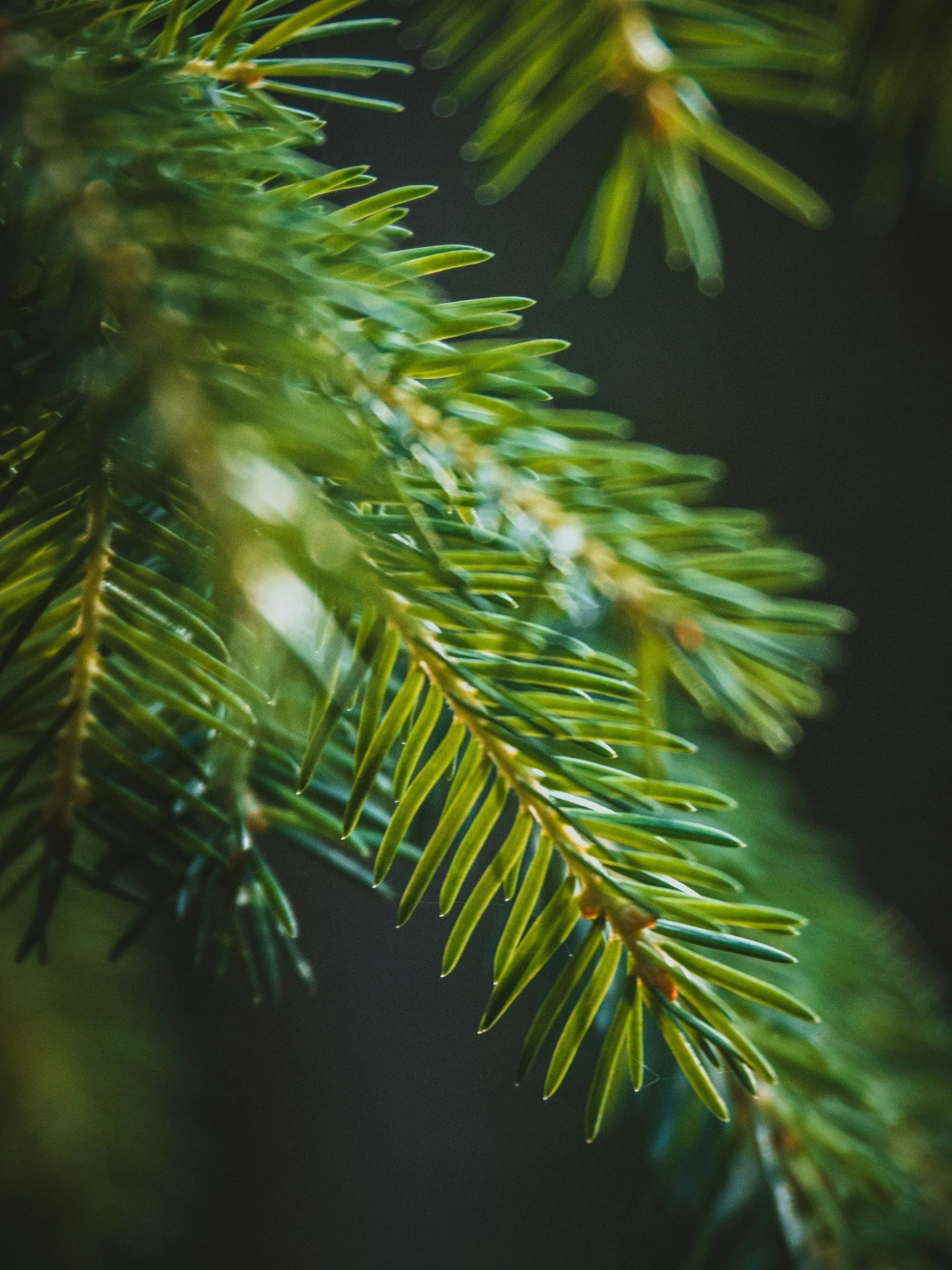 Realignment of federal environmental policies to recognize fire’s role