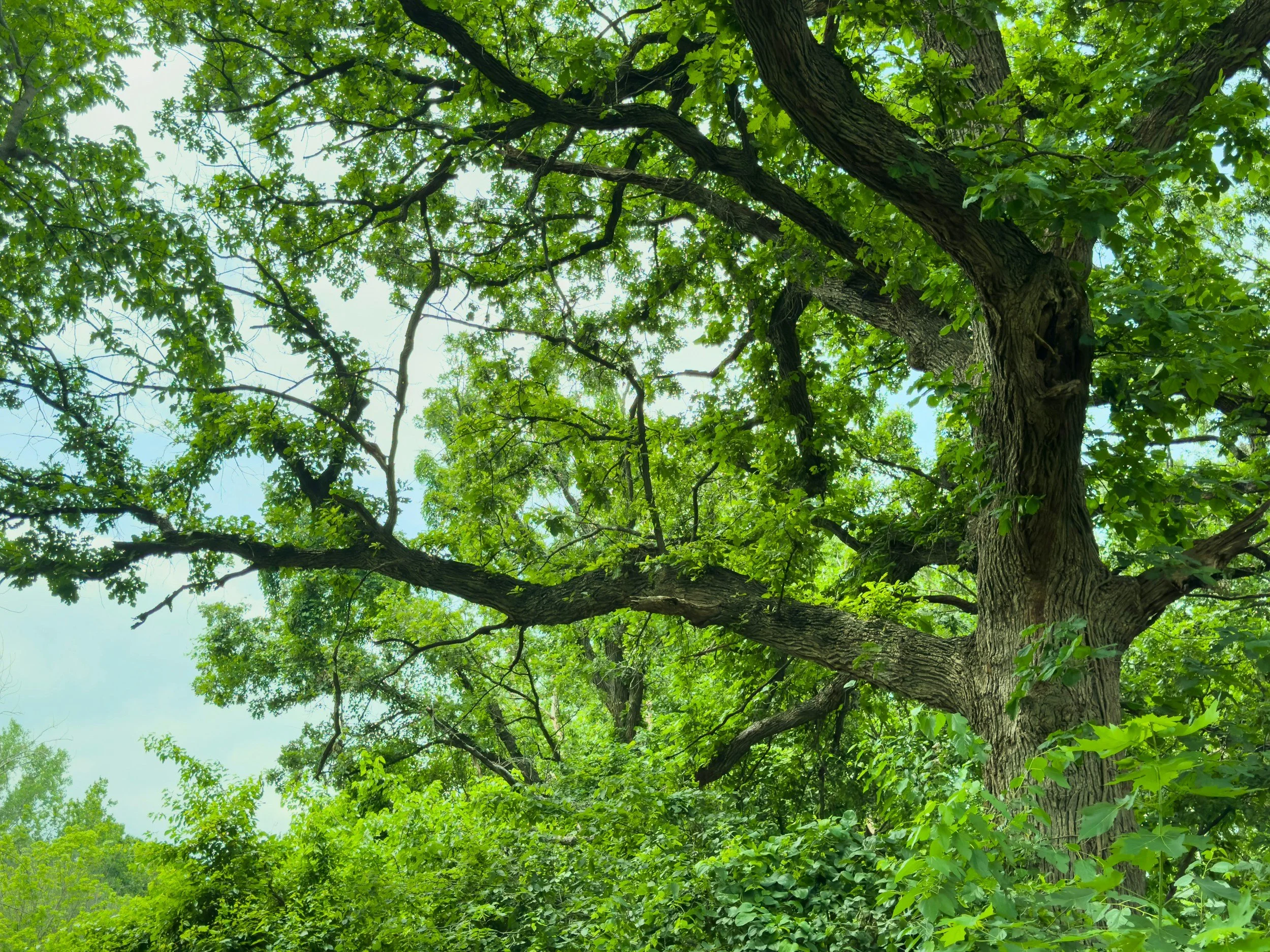 Open Canopy Workshop: Exploring the Ecology, Management, and Public Understanding of Eastern Woodland Ecosystems