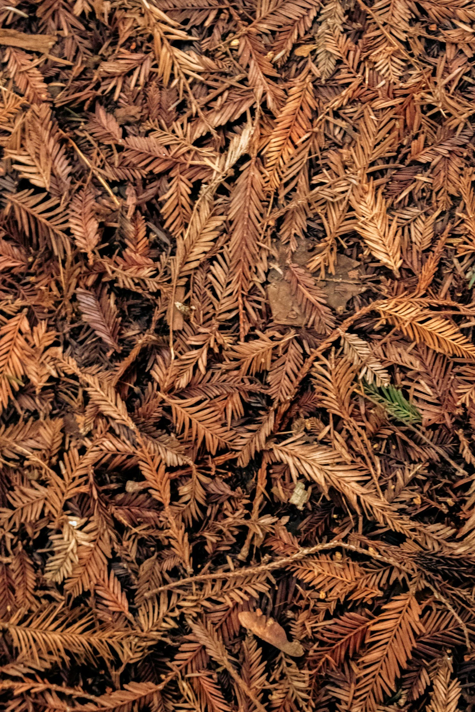 ENCORE! Episode 59: Vegetation–fuel–fire feedbacks in patches of longleaf pine (Pinus palustris Mill.) regeneration