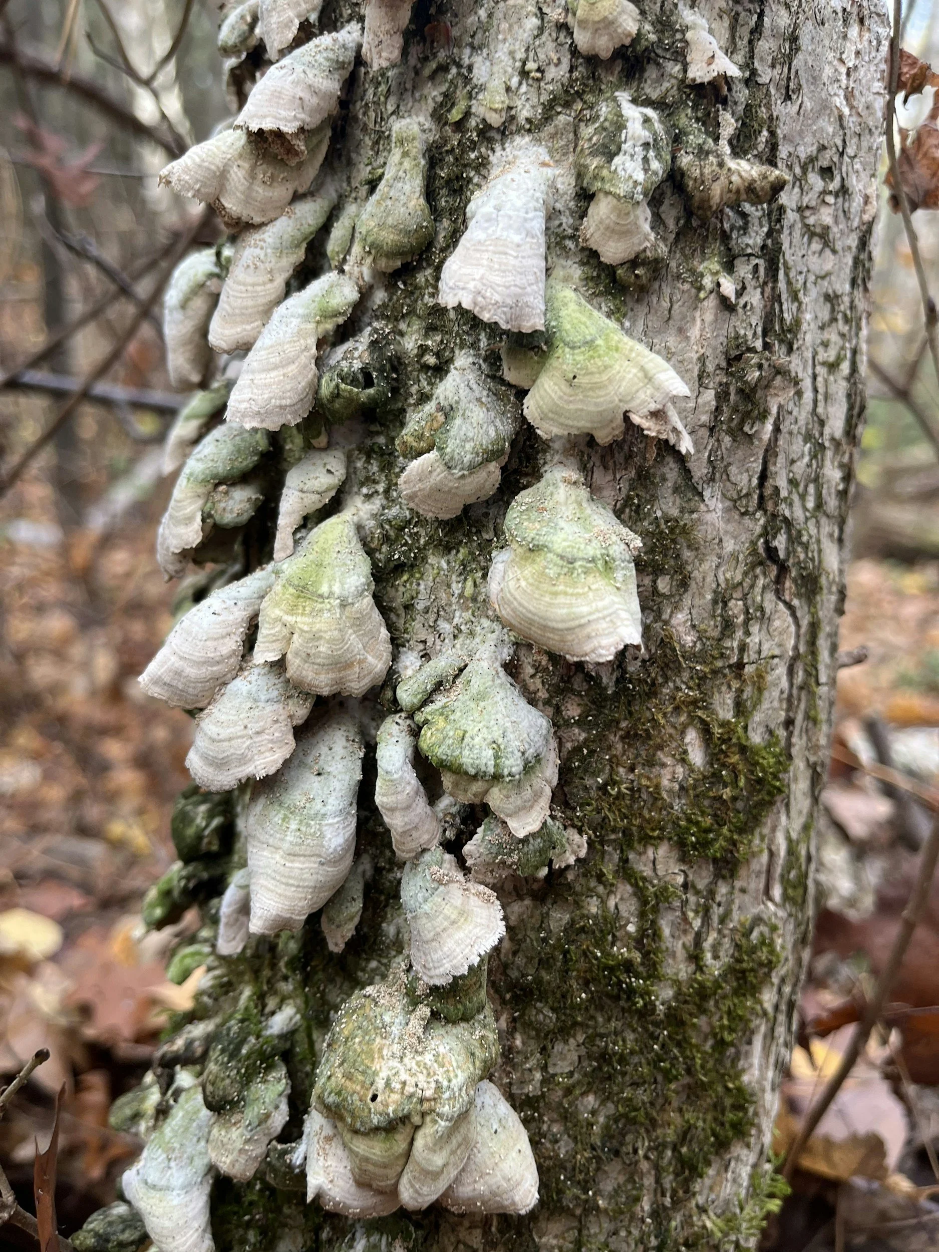 Episode 74: Wildfire impact on the soil Funga associated to Nothofagus forests from central-western Patagonia, Argentina