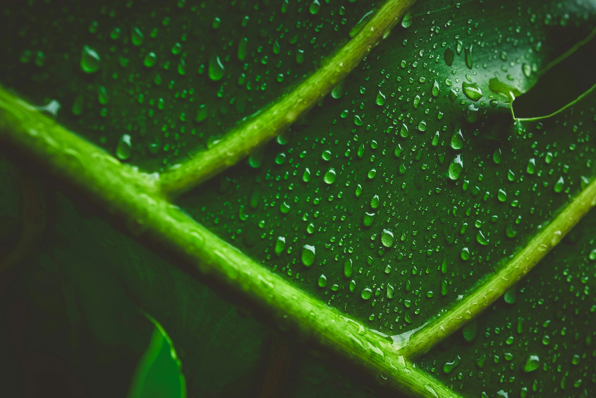 Episode 75: Towards predicting flammability of Sierra Nevada mixed conifer forests: drought stress and fuel moisture are strongly linked in angiosperms but decoupled in gymnosperms