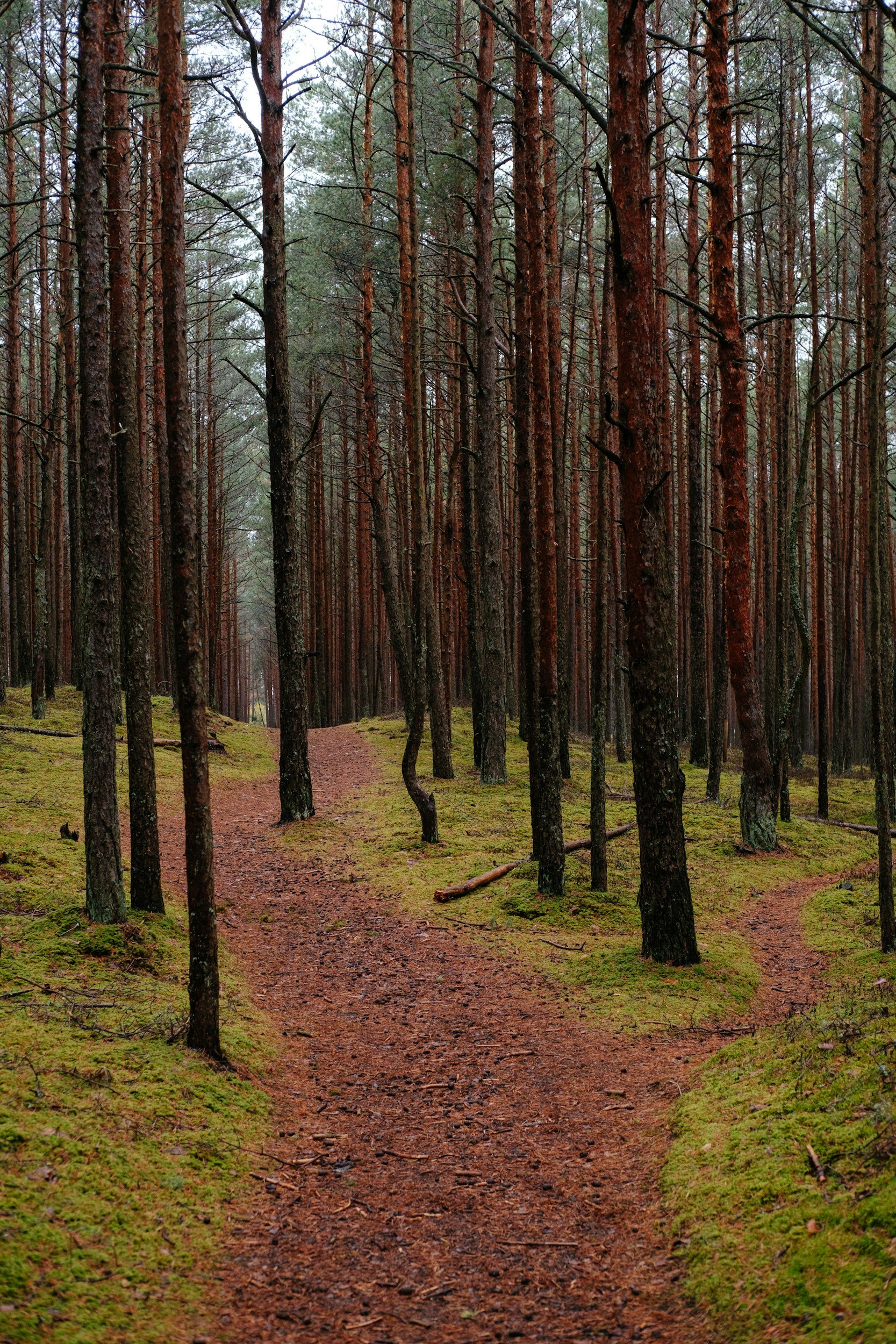 Episode 76: Innovation to support wildfire risk-based decision-making: examining the incident strategic alignment process