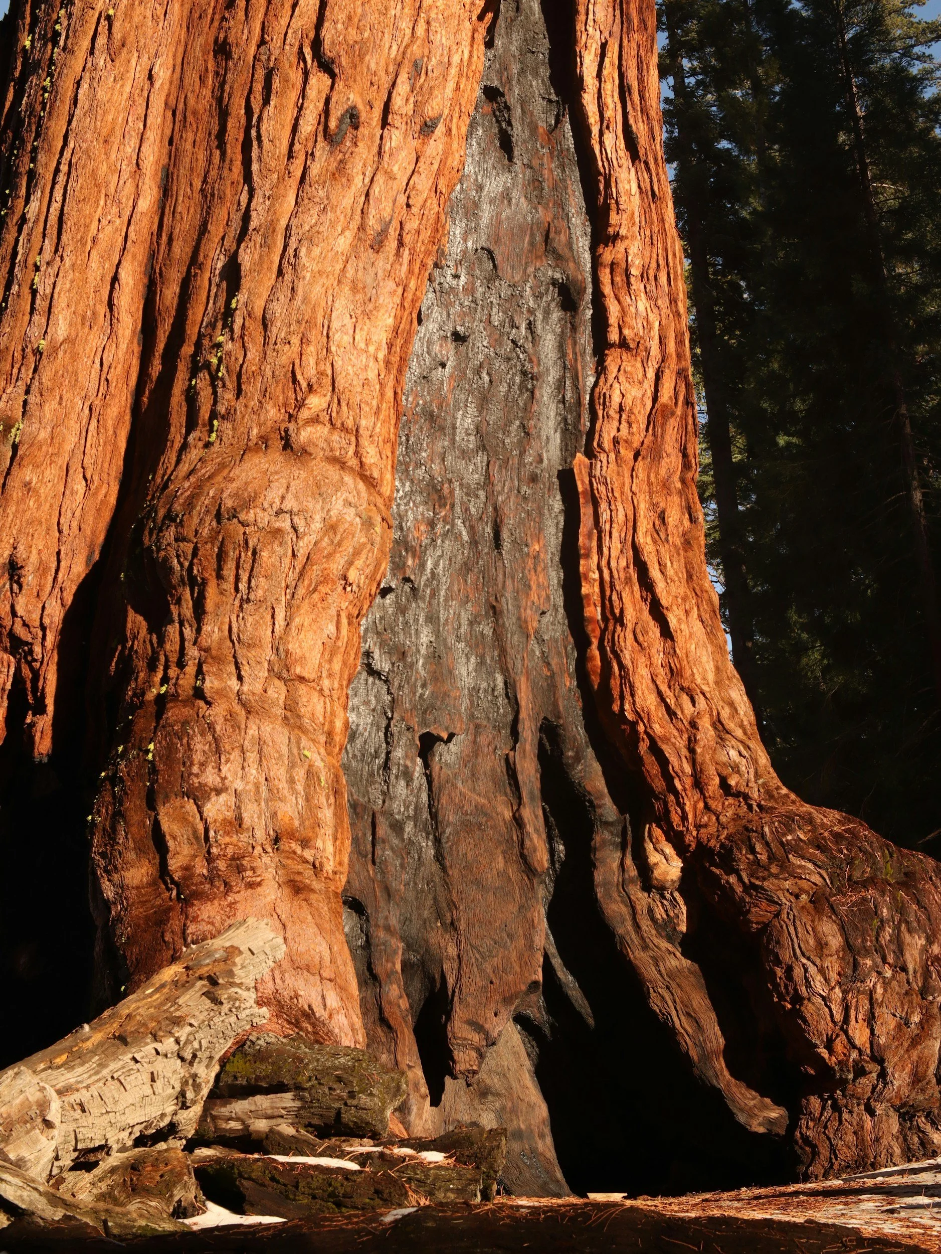 Episode 81: Yosemite’s Merced Grove of giant sequoias: critical restoration continues despite legal challenges