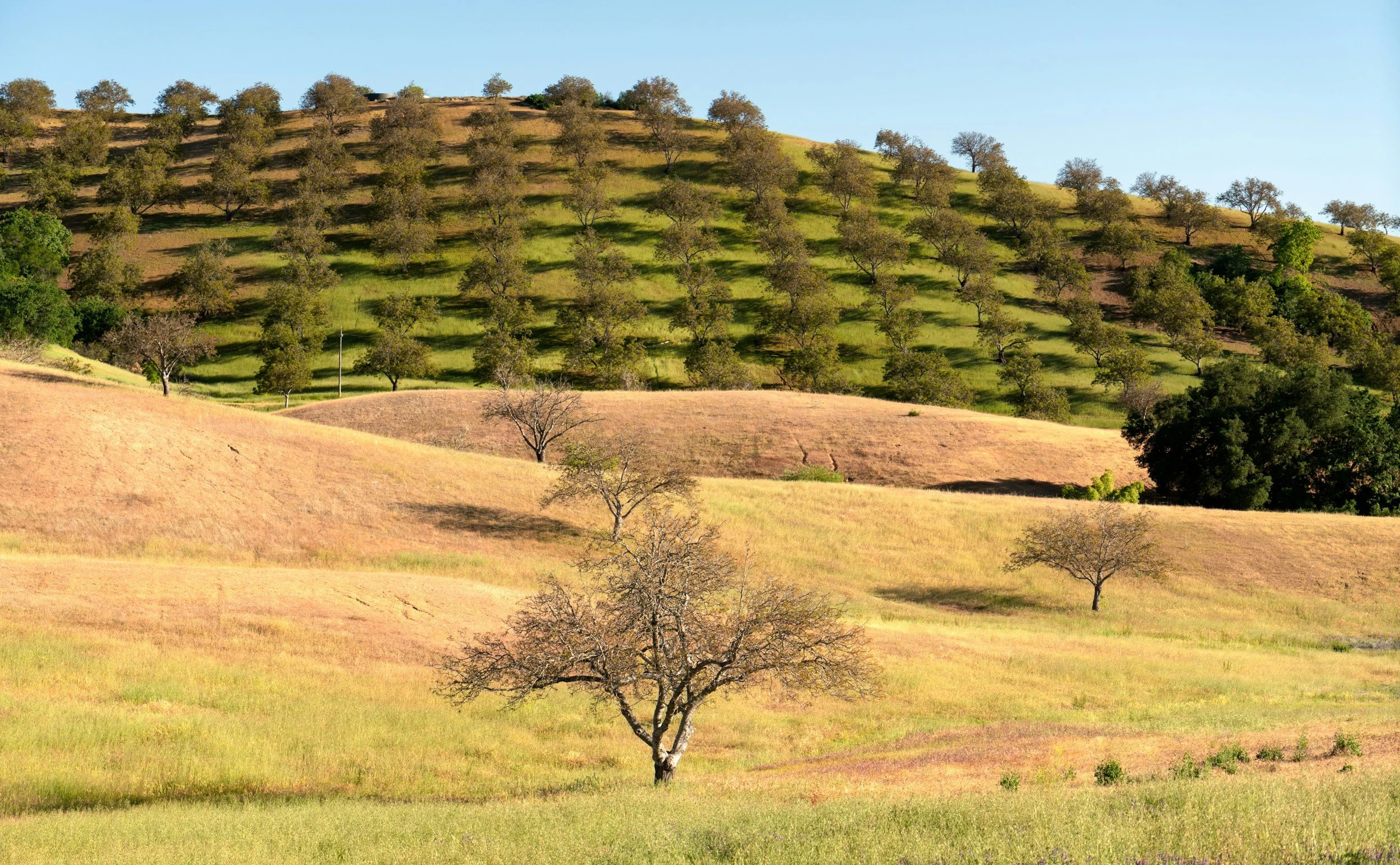 Wildfire Impacts on California’s Agricultural Sector