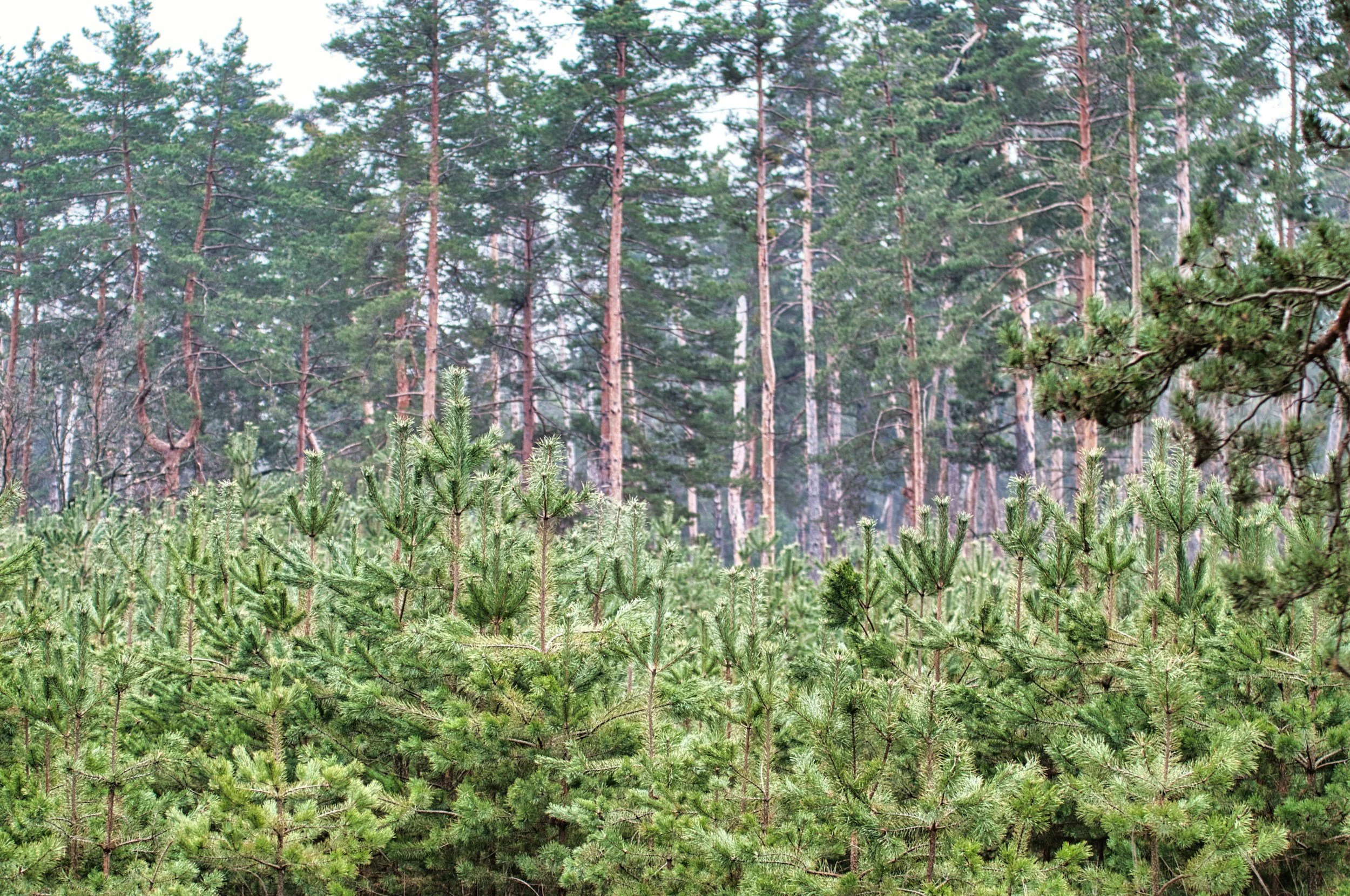 Science to Support Post-Fire Restoration