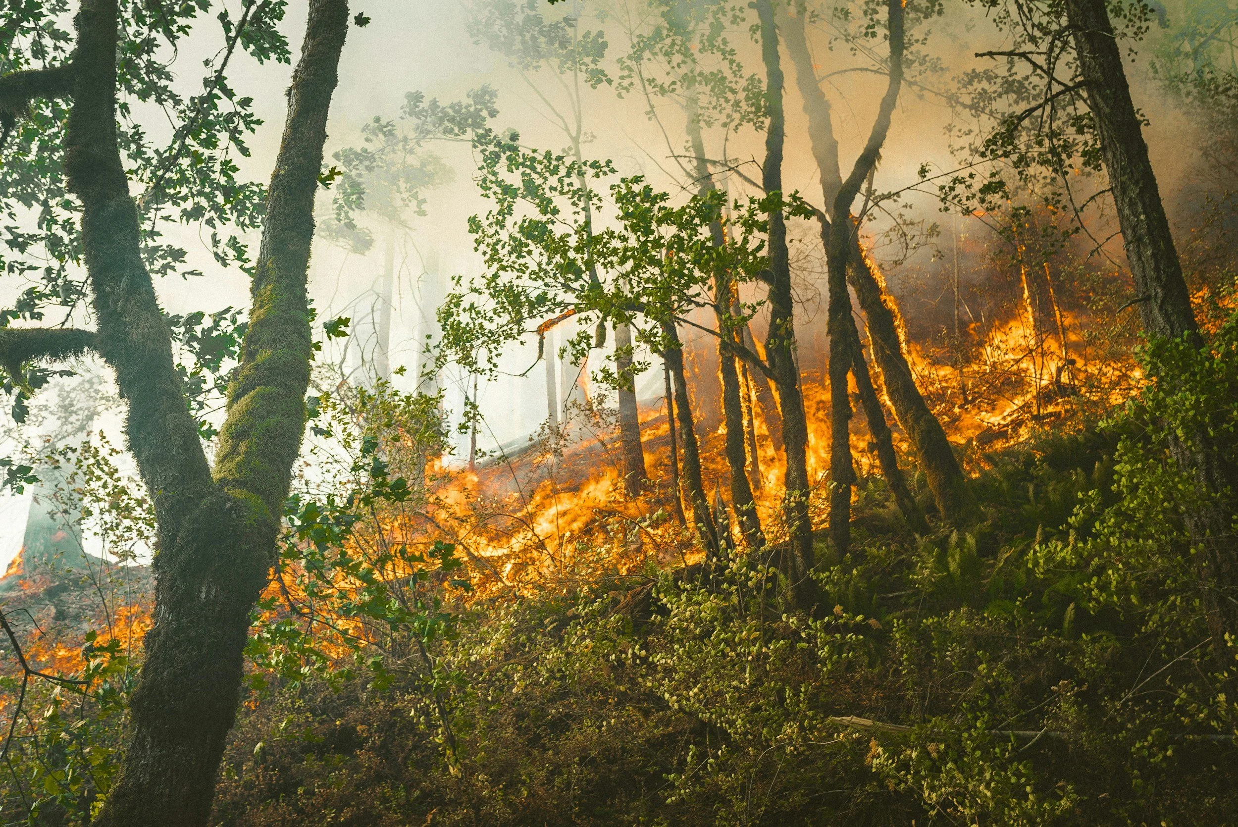 Fire-Effects on Hydrology in Forest Soils of the Northeastern United States