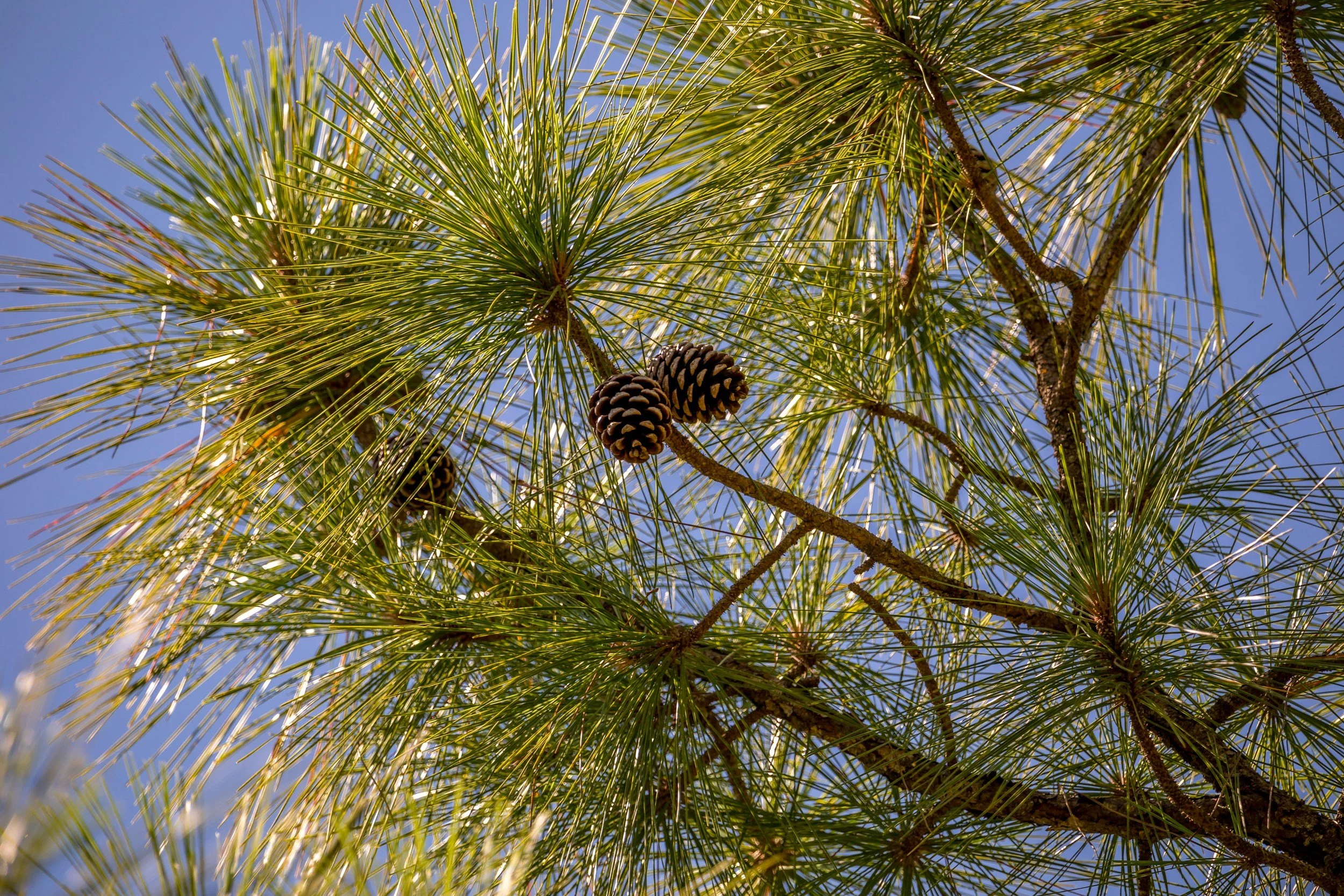 Drought conditioning conifer seedlings for post-fire reforestation success