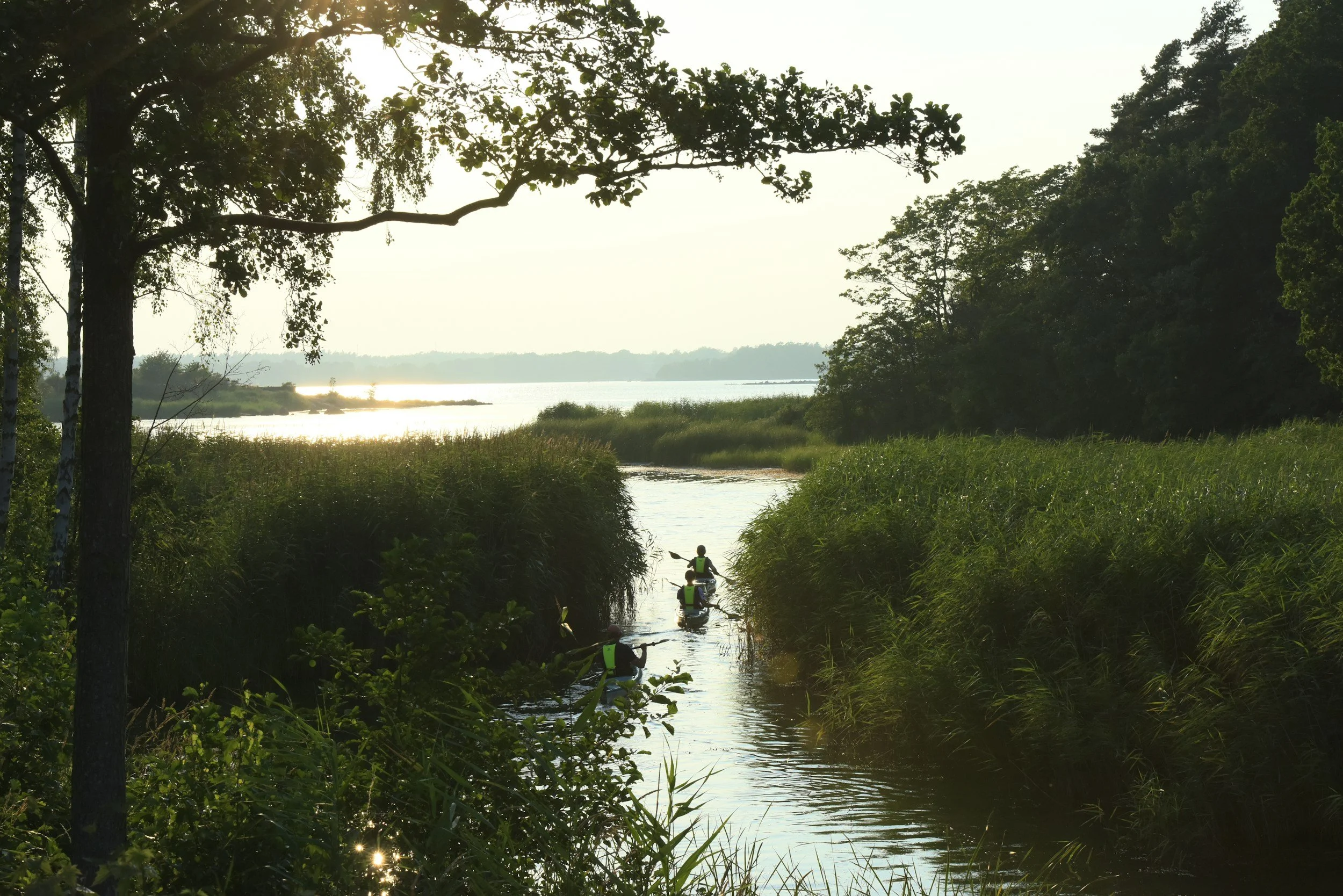 Episode 88: Tree trunks do not bias estimates of surface fuels by aerial lidar in southern Sweden