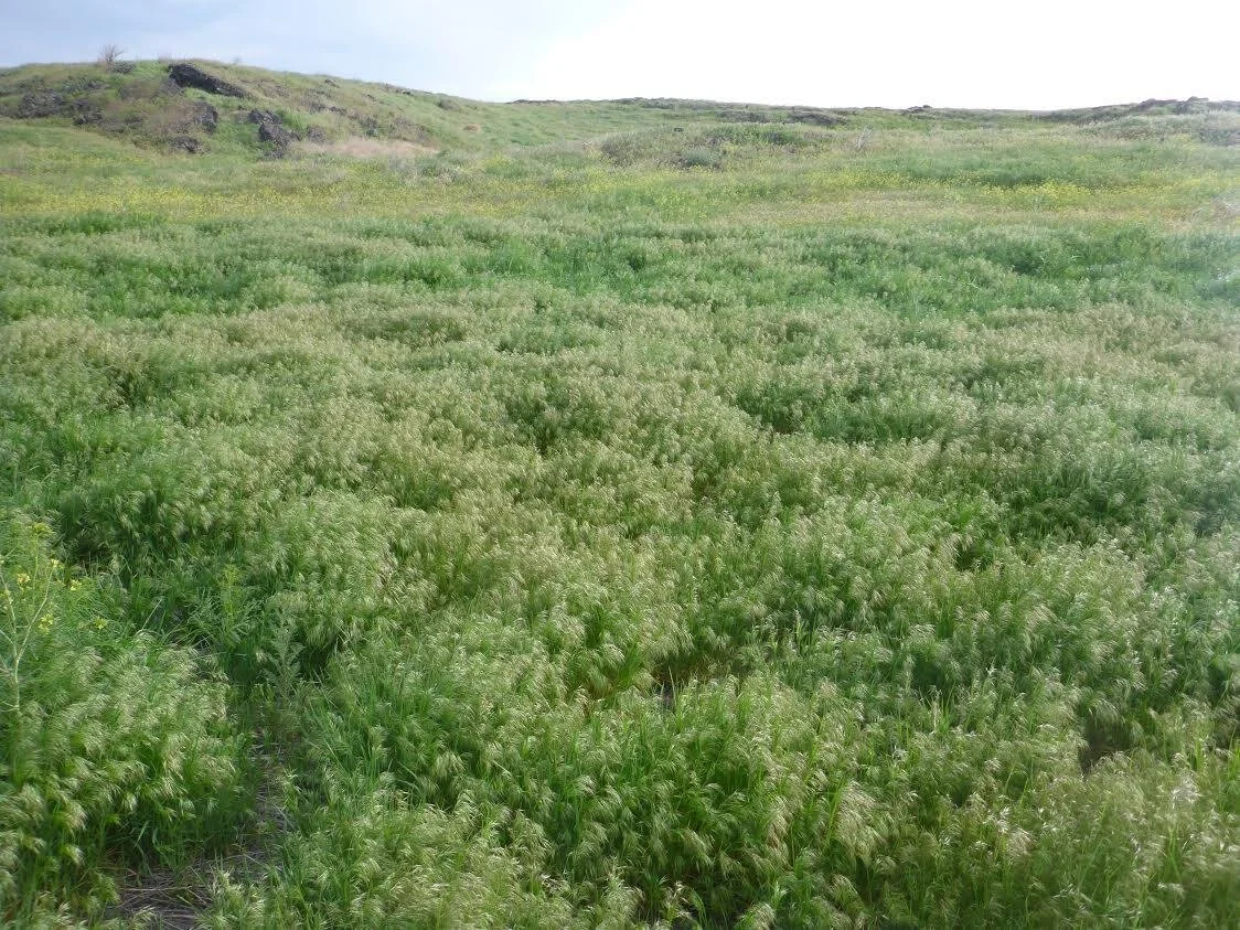 Episode 89: Overstory retention in a managed mixed-conifer stand limits cheatgrass invasion after wildfire