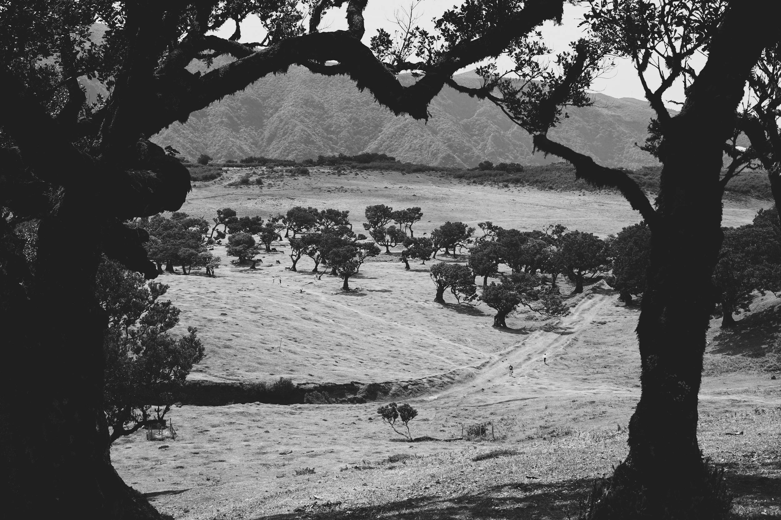 Episode 92: Beyond average: a new approach to calculating fire regime departures applied to Western United States forests