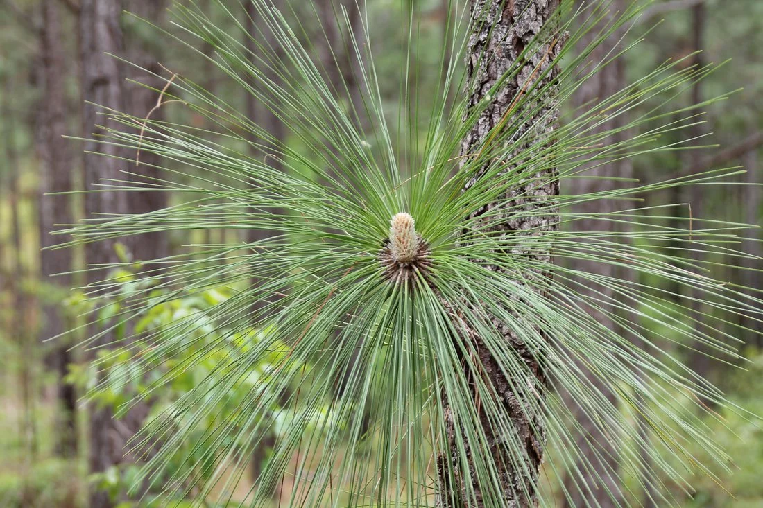 16th Biennial Longleaf Conference
