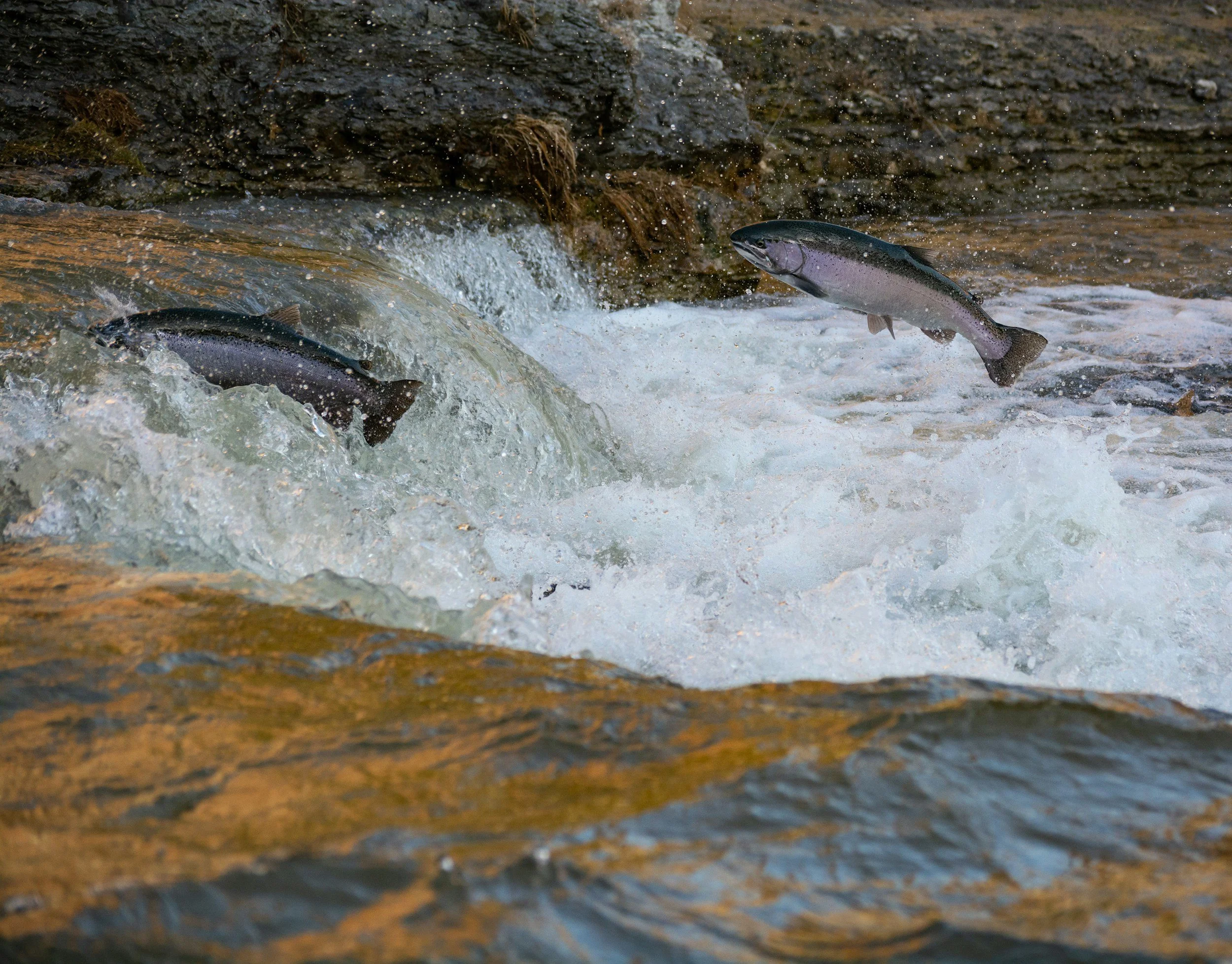 Tribal Community Resilience Webinar Series: Fish and Wildlife