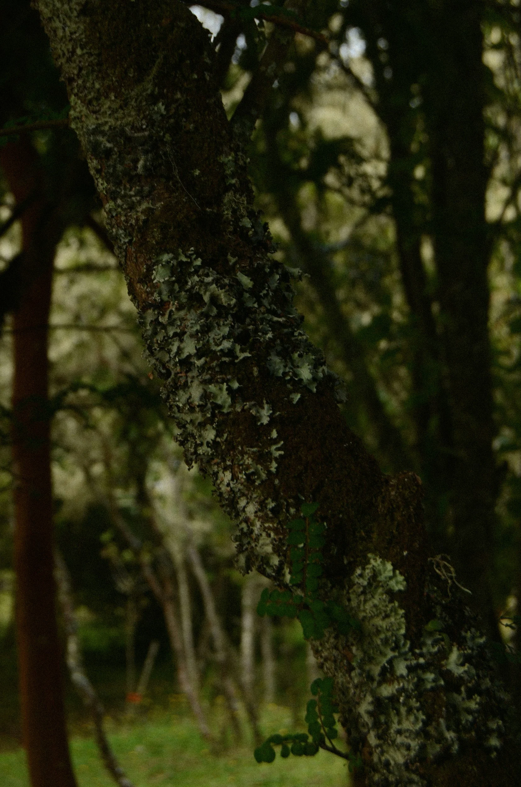 Episode 93: Epiphytic lichens as ladder fuels: an experimental study on flammability in Southern Chile