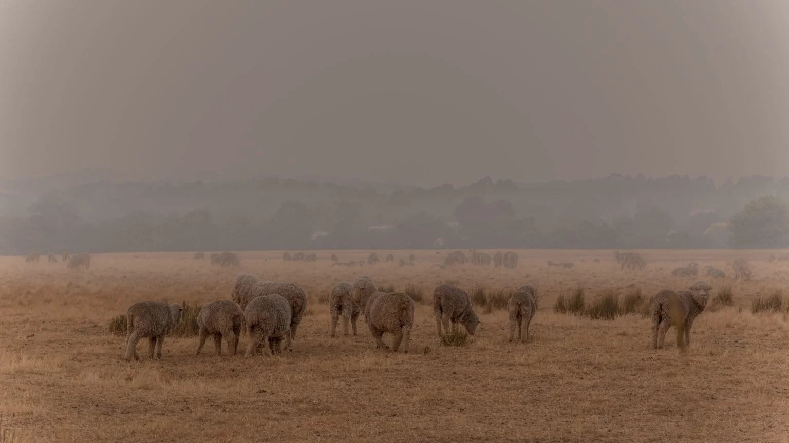 Impacts of Wildfire Smoke on Livestock &amp; Grazing After Wildfire