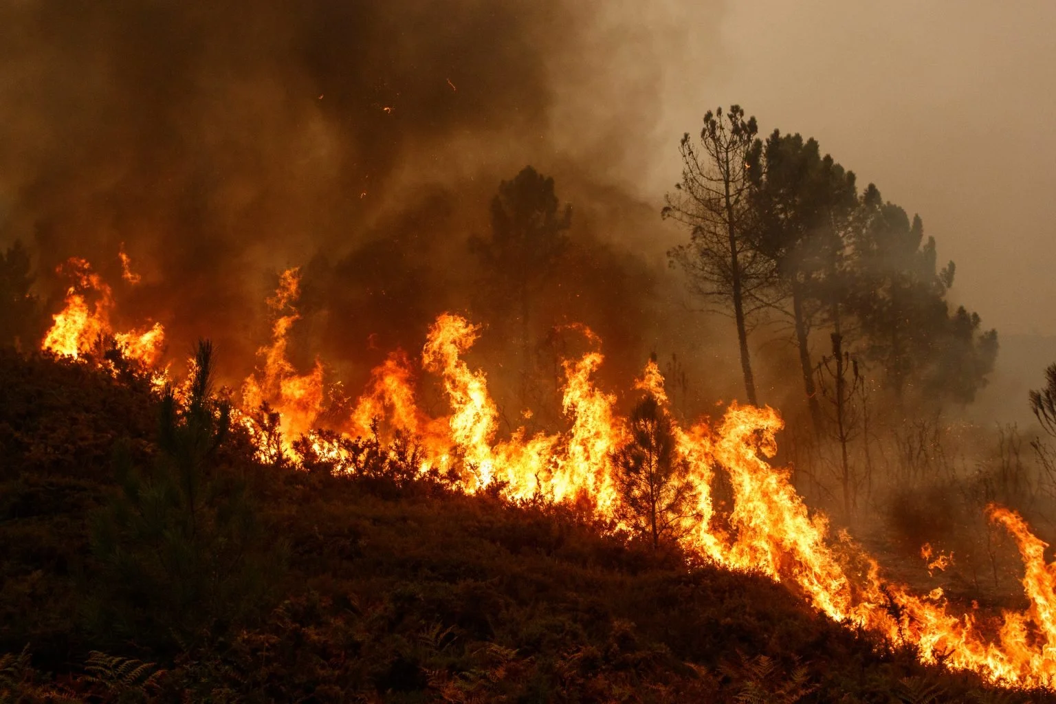 Sheridan County Public Health: A Case Study of the 2024 Elk Fire Response