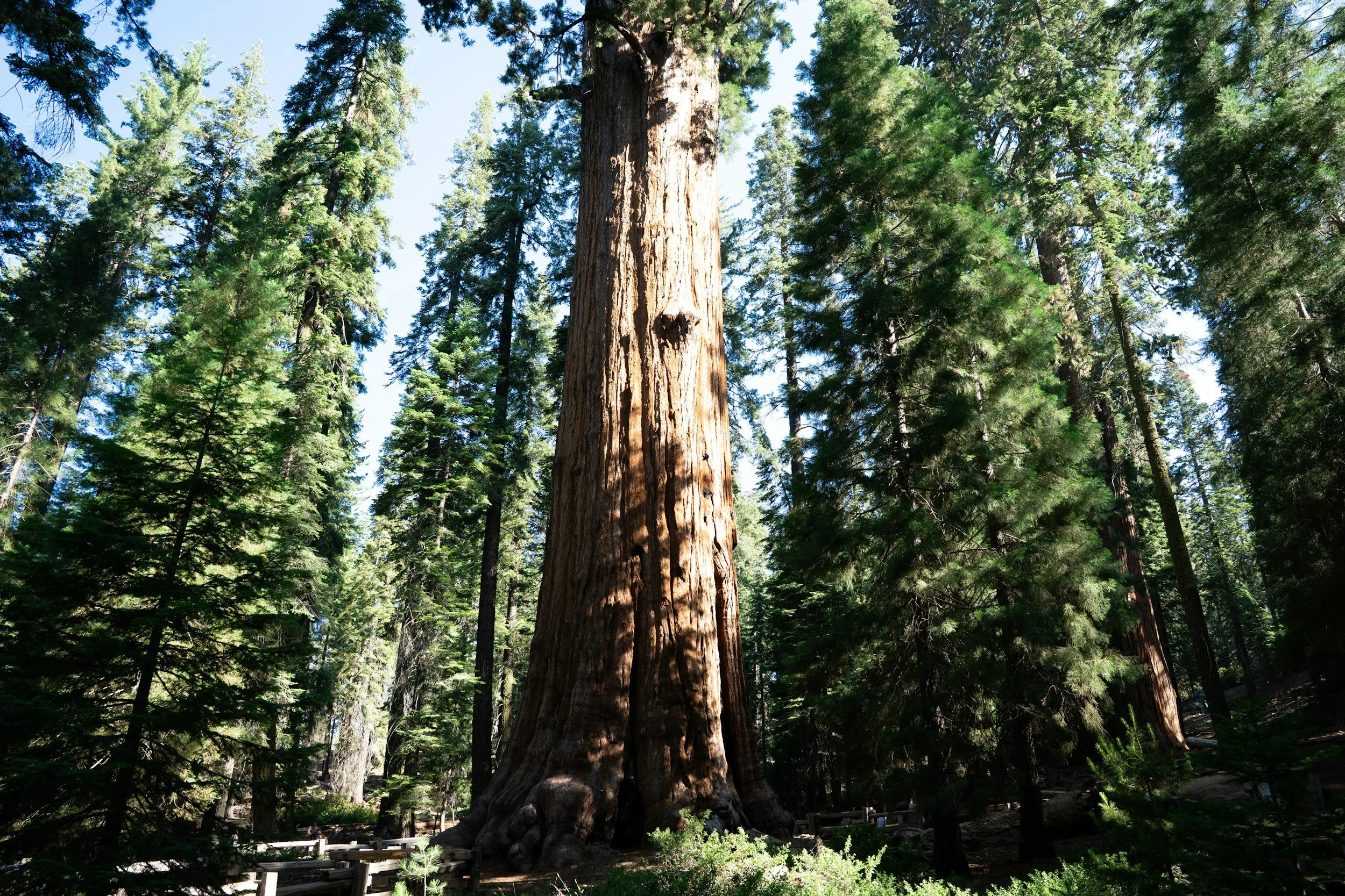 Episode 94: The state of the giant sequoias: losses, risks, and opportunities