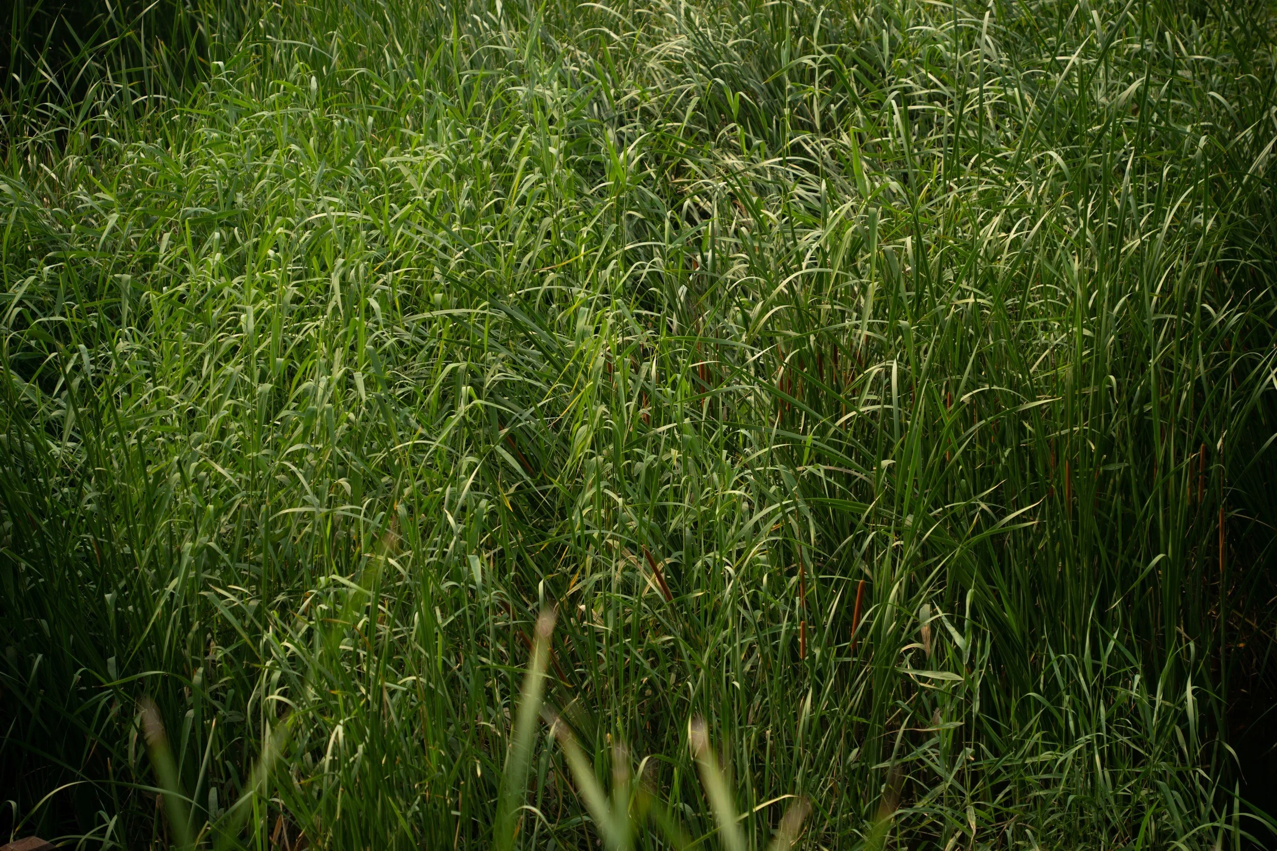 Episode 95: Prescribed fire drives divergent invasive annual grass responses in a dry forest-mosaic landscape