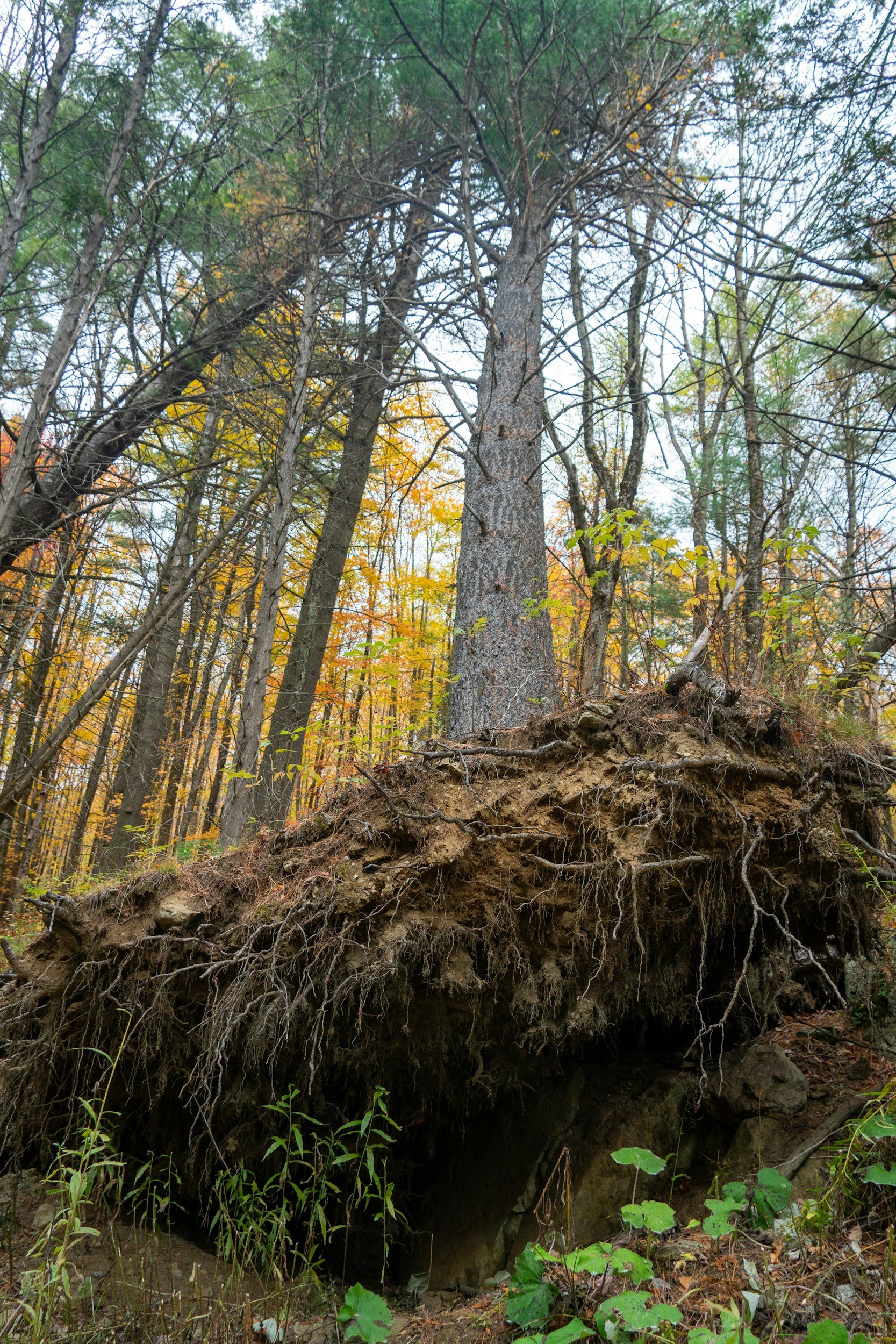 Realigning Ecosystems After Disturbance