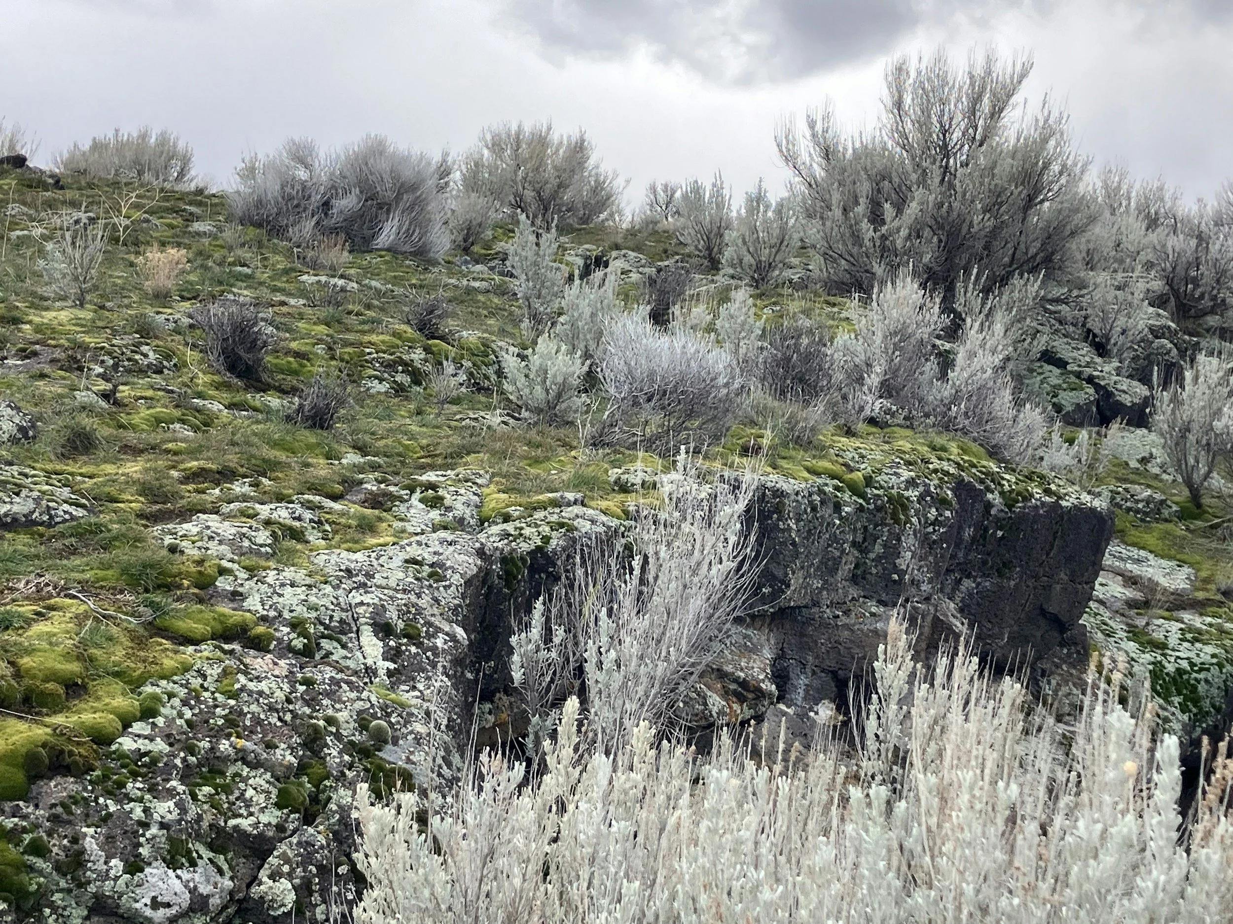 USGS Sagebrush Ecosystem and Fire Science 2026 Webinar Series: Fire